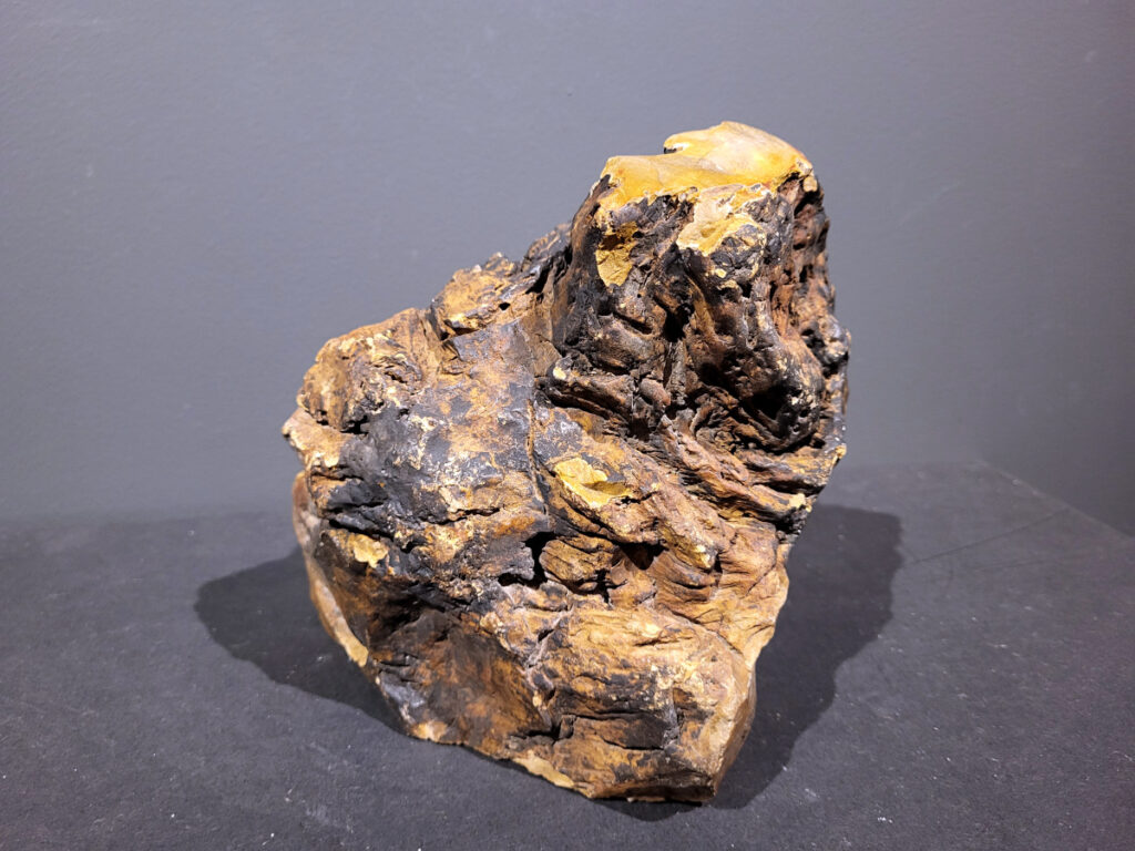 Versteend Hout, 6kg, 43,- euro, nr. 26

Versteend hout is miljoenen jaren oud!
Chakra: wortelchakra (Muladhara)
Waar komt versteend hout vandaan en hoe ontstaan het?
Versteend hout, of gefossiliseerd hout, ontstaat wanneer een boom na zijn overlijden bedekt wordt door sediment, waardoor het langzaam omgezet wordt in steen. In plaats van te vergaan, wordt het hout geleidelijk vervangen door mineralen zoals silica. Dit proces behoudt de originele structuur van het hout, inclusief details zoals jaarringen en nerven. Het kan miljoenen jaren duren, aangezien het water dat rijk is aan mineralen de houtcellen binnendringt, terwijl zuurstof geen rol meer speelt in de afbraak.
De kleur van versteend hout is precies zoals het hout er oorspronkelijk uit zag.
Spirituele werking van versteend hout:
> stabiliteit, rust en veiligheid
Fysiek zou het positieve effecten hebben op het skelet, de botten en de rug, en kan het ondersteuning bieden bij aandoeningen zoals osteoporose en ADHD.
- Kunstgalerie Arnold -