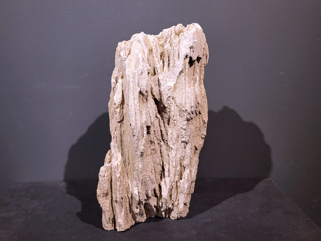 Versteend Hout, 9kg, 60,- euro, nr. 25

Versteend hout is miljoenen jaren oud!
Chakra: wortelchakra (Muladhara)
Waar komt versteend hout vandaan en hoe ontstaan het?
Versteend hout, of gefossiliseerd hout, ontstaat wanneer een boom na zijn overlijden bedekt wordt door sediment, waardoor het langzaam omgezet wordt in steen. In plaats van te vergaan, wordt het hout geleidelijk vervangen door mineralen zoals silica. Dit proces behoudt de originele structuur van het hout, inclusief details zoals jaarringen en nerven. Het kan miljoenen jaren duren, aangezien het water dat rijk is aan mineralen de houtcellen binnendringt, terwijl zuurstof geen rol meer speelt in de afbraak.
De kleur van versteend hout is precies zoals het hout er oorspronkelijk uit zag.
Spirituele werking van versteend hout:
> stabiliteit, rust en veiligheid
Fysiek zou het positieve effecten hebben op het skelet, de botten en de rug, en kan het ondersteuning bieden bij aandoeningen zoals osteoporose en ADHD.
- Kunstgalerie Arnold -