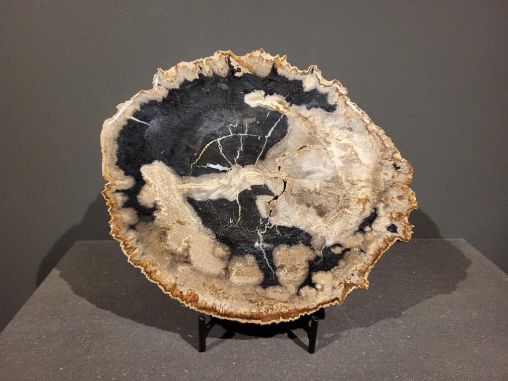 Versteend hout, schijf, 4,5kg, 32cm doorsnee, 136,- euro, nr. 16

Versteend hout
Chakra: wortelchakra (Muladhara)
Versteend hout is miljoenen jaren oud!
Waar komt versteend hout vandaan en hoe ontstaan het?
Versteend hout, of gefossiliseerd hout, ontstaat wanneer een boom na zijn overlijden bedekt wordt door sediment, waardoor het langzaam omgezet wordt in steen. In plaats van te vergaan, wordt het hout geleidelijk vervangen door mineralen zoals silica. Dit proces behoudt de originele structuur van het hout, inclusief details zoals jaarringen en nerven. Het kan miljoenen jaren duren, aangezien het water dat rijk is aan mineralen de houtcellen binnendringt, terwijl zuurstof geen rol meer speelt in de afbraak.
De kleur van versteend hout is precies zoals het hout er oorspronkelijk uit zag.
Waar kan versteend hout niet goed tegen?
Het is bestand tegen de meeste elementen, maar kan niet goed tegen langdurige blootstelling aan fel zonlicht, extreme temperatuurwisselingen en scherpe voorwerpen die krassen kunnen veroorzaken.
Spirituele werking van versteend hout:
> stabiliteit, rust en veiligheid
Fysiek zou het positieve effecten hebben op het skelet, de botten en de rug, en kan het ondersteuning bieden bij aandoeningen zoals osteoporose en ADHD.
Hoe opladen?
Je kunt versteend hout, als het volle maan is, ‘s nachts in het maanlicht leggen, bij een bergkristal of andere stenen leggen of reinigen met saliehout/palo santo.