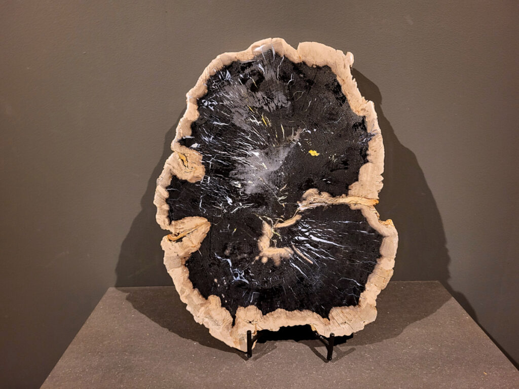 Versteend hout, schijf, 7,4kg, 45cm doorsnee, 222,- euro, nr. 17

Versteend hout
Chakra: wortelchakra (Muladhara)
Versteend hout is miljoenen jaren oud!
Waar komt versteend hout vandaan en hoe ontstaan het?
Versteend hout, of gefossiliseerd hout, ontstaat wanneer een boom na zijn overlijden bedekt wordt door sediment, waardoor het langzaam omgezet wordt in steen. In plaats van te vergaan, wordt het hout geleidelijk vervangen door mineralen zoals silica. Dit proces behoudt de originele structuur van het hout, inclusief details zoals jaarringen en nerven. Het kan miljoenen jaren duren, aangezien het water dat rijk is aan mineralen de houtcellen binnendringt, terwijl zuurstof geen rol meer speelt in de afbraak.
De kleur van versteend hout is precies zoals het hout er oorspronkelijk uit zag.
Waar kan versteend hout niet goed tegen?
Het is bestand tegen de meeste elementen, maar kan niet goed tegen langdurige blootstelling aan fel zonlicht, extreme temperatuurwisselingen en scherpe voorwerpen die krassen kunnen veroorzaken.
Spirituele werking van versteend hout:
> stabiliteit, rust en veiligheid
Fysiek zou het positieve effecten hebben op het skelet, de botten en de rug, en kan het ondersteuning bieden bij aandoeningen zoals osteoporose en ADHD.
Hoe opladen?
Je kunt versteend hout, als het volle maan is, ‘s nachts in het maanlicht leggen, bij een bergkristal of andere stenen leggen of reinigen met saliehout/palo santo.