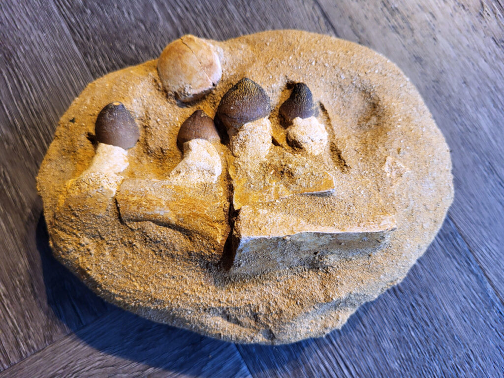 <strong>Mosasaurus, kaakafdruk, 1,2 kg, 12,50 euro, nr. 5</strong>

<strong>Een Mosasaurus tand en kaakafdruk (of kaakfragment) is een fossiel overblijfsel van een Mosasaurus, een groot zeereptiel uit het Laat-Krijt. Deze fossielen worden vaak gevonden in de fosfaatmijnen van Marokko. </strong>

<strong>Kenmerken en Informatie:</strong>
Tanden: Mosasaurussen hadden grote, kegelvormige tanden met gekartelde randen (carinae).
Kaakstructuur: De kaken waren flexibel, vergelijkbaar met die van slangen, waardoor ze prooien in hun geheel konden doorslikken.
<strong>Vondsten: Hoewel losse tanden vrij algemeen zijn, zijn kaakfragmenten met tanden zeldzamer en zeer gewild bij verzamelaars.</strong>
