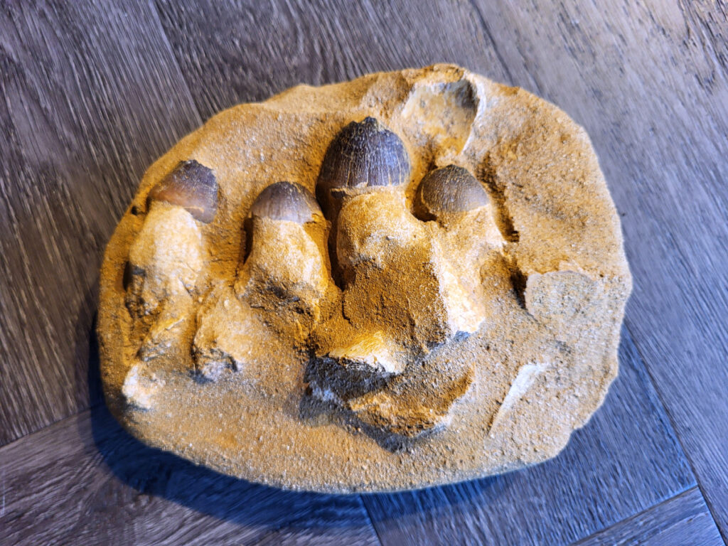 <strong>Mosasaurus, kaakafdruk, 1,2 kg, 12,50 euro, nr. 2</strong>

<strong>Een Mosasaurus tand en kaakafdruk (of kaakfragment) is een fossiel overblijfsel van een Mosasaurus, een groot zeereptiel uit het Laat-Krijt. Deze fossielen worden vaak gevonden in de fosfaatmijnen van Marokko. </strong>

<strong>Kenmerken en Informatie:</strong>
Tanden: Mosasaurussen hadden grote, kegelvormige tanden met gekartelde randen (carinae).
Kaakstructuur: De kaken waren flexibel, vergelijkbaar met die van slangen, waardoor ze prooien in hun geheel konden doorslikken.
Vondsten: Hoewel losse tanden vrij algemeen zijn, zijn kaakfragmenten met tanden zeldzamer en zeer gewild bij verzamelaars.