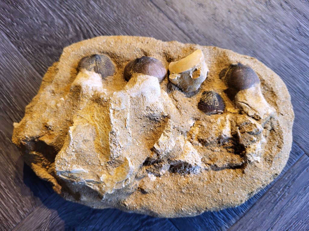 <strong>Mosasaurus, kaakafdruk, 1,3 kg, 12,50 euro, nr. 1</strong>

<strong>Een Mosasaurus tand en kaakafdruk (of kaakfragment) is een fossiel overblijfsel van een Mosasaurus, een groot zeereptiel uit het Laat-Krijt. Deze fossielen worden vaak gevonden in de fosfaatmijnen van Marokko. </strong>

<strong>Kenmerken en Informatie:</strong>
Tanden: Mosasaurussen hadden grote, kegelvormige tanden met gekartelde randen (carinae).
Kaakstructuur: De kaken waren flexibel, vergelijkbaar met die van slangen, waardoor ze prooien in hun geheel konden doorslikken.
Vondsten: Hoewel losse tanden vrij algemeen zijn, zijn kaakfragmenten met tanden zeldzamer en zeer gewild bij verzamelaars.