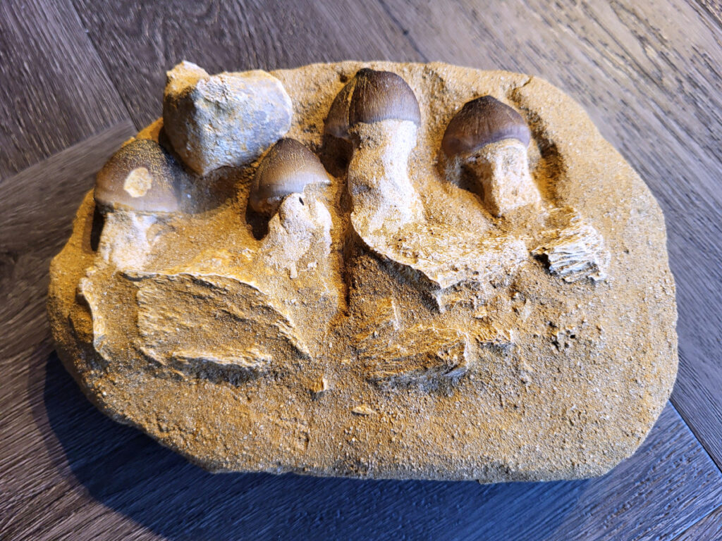 <strong>Mosasaurus, kaakafdruk, 1,5 kg, 12,50 euro, nr. 3</strong>

<strong>Een Mosasaurus tand en kaakafdruk (of kaakfragment) is een fossiel overblijfsel van een Mosasaurus, een groot zeereptiel uit het Laat-Krijt. Deze fossielen worden vaak gevonden in de fosfaatmijnen van Marokko. </strong>

<strong>Kenmerken en Informatie:</strong>
Tanden: Mosasaurussen hadden grote, kegelvormige tanden met gekartelde randen (carinae).
Kaakstructuur: De kaken waren flexibel, vergelijkbaar met die van slangen, waardoor ze prooien in hun geheel konden doorslikken.
<strong>Vondsten: Hoewel losse tanden vrij algemeen zijn, zijn kaakfragmenten met tanden zeldzamer en zeer gewild bij verzamelaars.</strong>