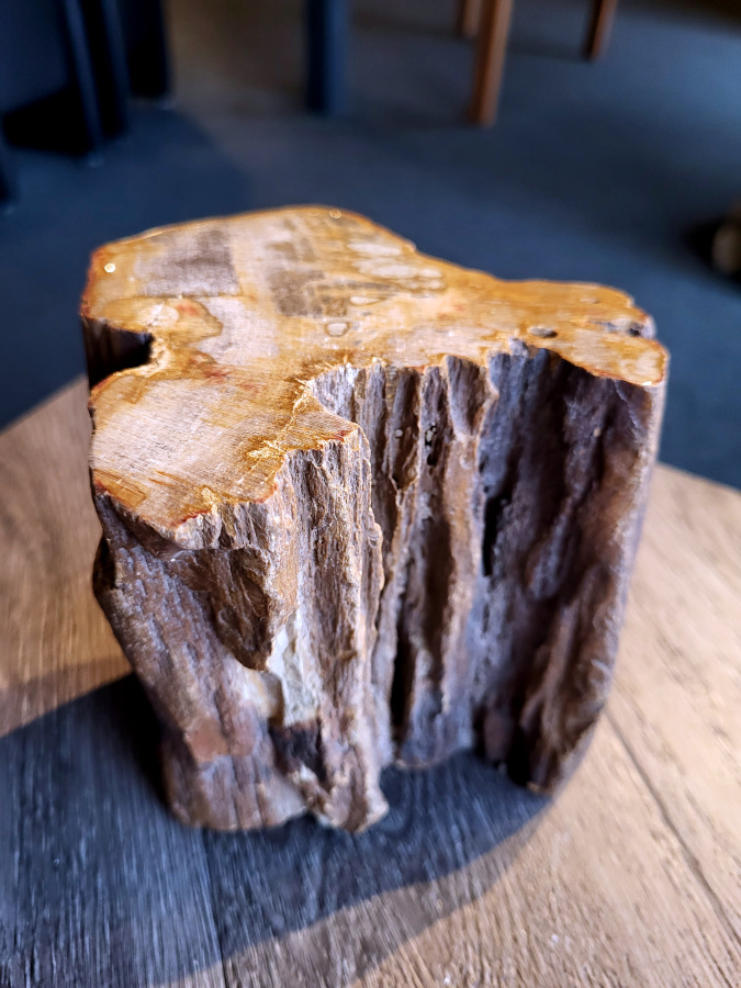<strong>Versteend hout, 2,1 kg, 16,- euro, nr. 26</strong>

Beschrijving, Versteend Hout.
<strong>Versteend hout is fossiel hout, waarin alle organische materialen met behoud van de structuur van het hout zijn vervangen door mineralen (meestal door silicaten, zoals kwarts).</strong> Het proces van verstening gebeurt onder de grond, wanneer een boom bedolven raakt onder sediment, en kan miljoenen jaren duren. Grondwater dat langzaam door de bodem sijpelt, zet mineralen af op plaatsen waar lignine en cellulose wegrotten. Als de afzetting en rotting even snel gaan, blijft de vorm van de cellen behouden.
<strong>De kleinste details kunnen worden vereeuwigd. Versteende jaarringen en verschillende weefsels kunnen tot op microscopisch niveau worden getraceerd. Versteend hout heeft een hardheid van 7 op de hardheidsschaal van Mohs, hetzelfde als kwarts.</strong>