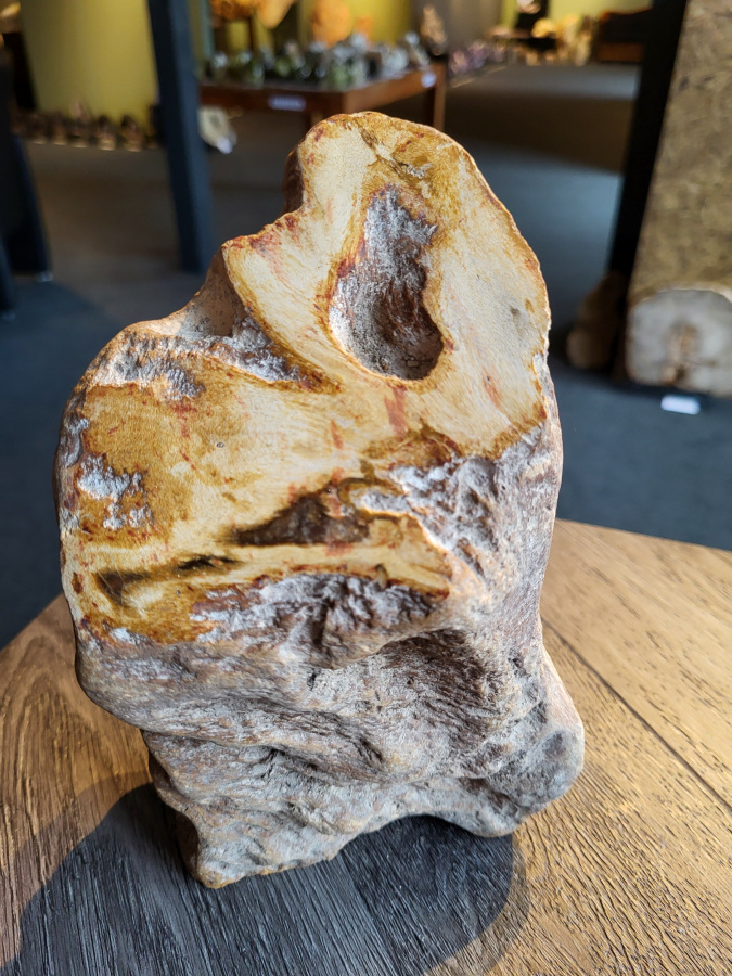 <strong>Versteend hout, 2,4 kg, 18,- euro, nr. 36</strong>

Beschrijving, Versteend Hout.
<strong>Versteend hout is fossiel hout, waarin alle organische materialen met behoud van de structuur van het hout zijn vervangen door mineralen (meestal door silicaten, zoals kwarts).</strong> Het proces van verstening gebeurt onder de grond, wanneer een boom bedolven raakt onder sediment, en kan miljoenen jaren duren. Grondwater dat langzaam door de bodem sijpelt, zet mineralen af op plaatsen waar lignine en cellulose wegrotten. Als de afzetting en rotting even snel gaan, blijft de vorm van de cellen behouden.
<strong>De kleinste details kunnen worden vereeuwigd. Versteende jaarringen en verschillende weefsels kunnen tot op microscopisch niveau worden getraceerd. Versteend hout heeft een hardheid van 7 op de hardheidsschaal van Mohs, hetzelfde als kwarts.</strong>