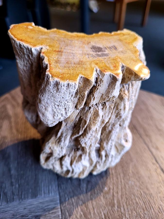 <strong>Versteend hout, 2,5 kg, 19,- euro, nr. 39</strong>

Beschrijving, Versteend Hout.
<strong>Versteend hout is fossiel hout, waarin alle organische materialen met behoud van de structuur van het hout zijn vervangen door mineralen (meestal door silicaten, zoals kwarts).</strong> Het proces van verstening gebeurt onder de grond, wanneer een boom bedolven raakt onder sediment, en kan miljoenen jaren duren. Grondwater dat langzaam door de bodem sijpelt, zet mineralen af op plaatsen waar lignine en cellulose wegrotten. Als de afzetting en rotting even snel gaan, blijft de vorm van de cellen behouden.
<strong>De kleinste details kunnen worden vereeuwigd. Versteende jaarringen en verschillende weefsels kunnen tot op microscopisch niveau worden getraceerd. Versteend hout heeft een hardheid van 7 op de hardheidsschaal van Mohs, hetzelfde als kwarts.</strong>