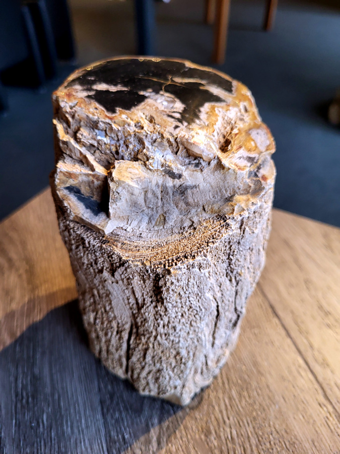 <strong>Versteend hout, 2,6 kg, 19,- euro, nr. 42</strong>

Beschrijving, Versteend Hout.
<strong>Versteend hout is fossiel hout, waarin alle organische materialen met behoud van de structuur van het hout zijn vervangen door mineralen (meestal door silicaten, zoals kwarts). </strong>Het proces van verstening gebeurt onder de grond, wanneer een boom bedolven raakt onder sediment, en kan miljoenen jaren duren. Grondwater dat langzaam door de bodem sijpelt, zet mineralen af op plaatsen waar lignine en cellulose wegrotten. Als de afzetting en rotting even snel gaan, blijft de vorm van de cellen behouden.
<strong>De kleinste details kunnen worden vereeuwigd. Versteende jaarringen en verschillende weefsels kunnen tot op microscopisch niveau worden getraceerd. Versteend hout heeft een hardheid van 7 op de hardheidsschaal van Mohs, hetzelfde als kwarts.</strong>