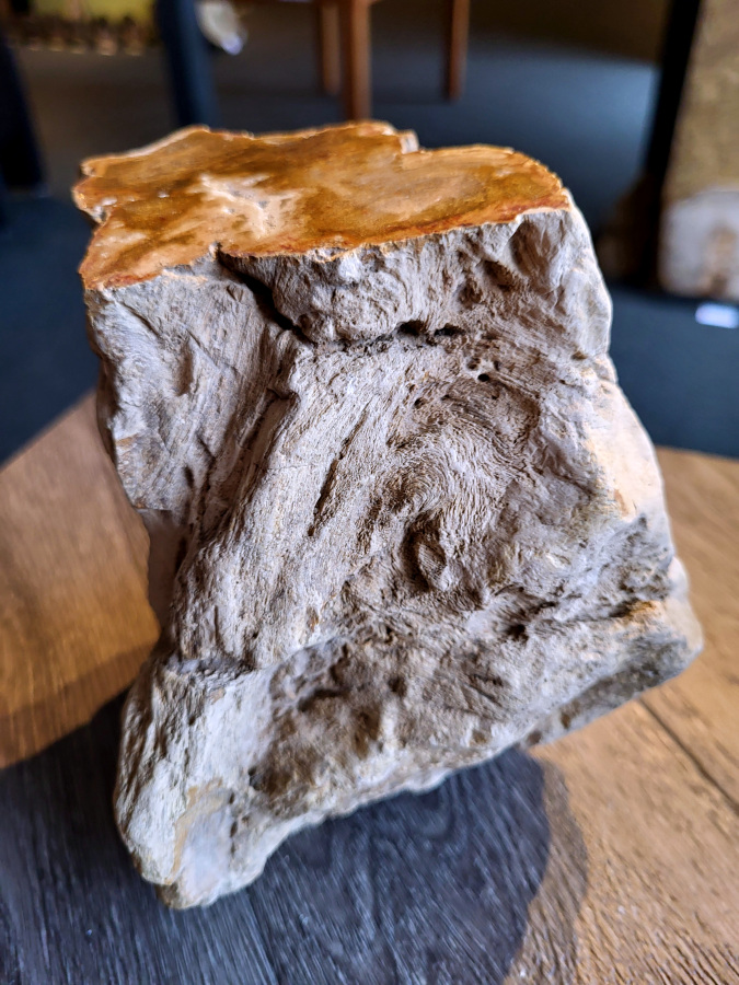 <strong>Versteend hout, 2,7 kg, 20,- euro, nr. 38</strong>

Beschrijving, Versteend Hout.
<strong>Versteend hout is fossiel hout, waarin alle organische materialen met behoud van de structuur van het hout zijn vervangen door mineralen (meestal door silicaten, zoals kwarts).</strong> Het proces van verstening gebeurt onder de grond, wanneer een boom bedolven raakt onder sediment, en kan miljoenen jaren duren. Grondwater dat langzaam door de bodem sijpelt, zet mineralen af op plaatsen waar lignine en cellulose wegrotten. Als de afzetting en rotting even snel gaan, blijft de vorm van de cellen behouden.
<strong>De kleinste details kunnen worden vereeuwigd. Versteende jaarringen en verschillende weefsels kunnen tot op microscopisch niveau worden getraceerd. Versteend hout heeft een hardheid van 7 op de hardheidsschaal van Mohs, hetzelfde als kwarts.</strong>