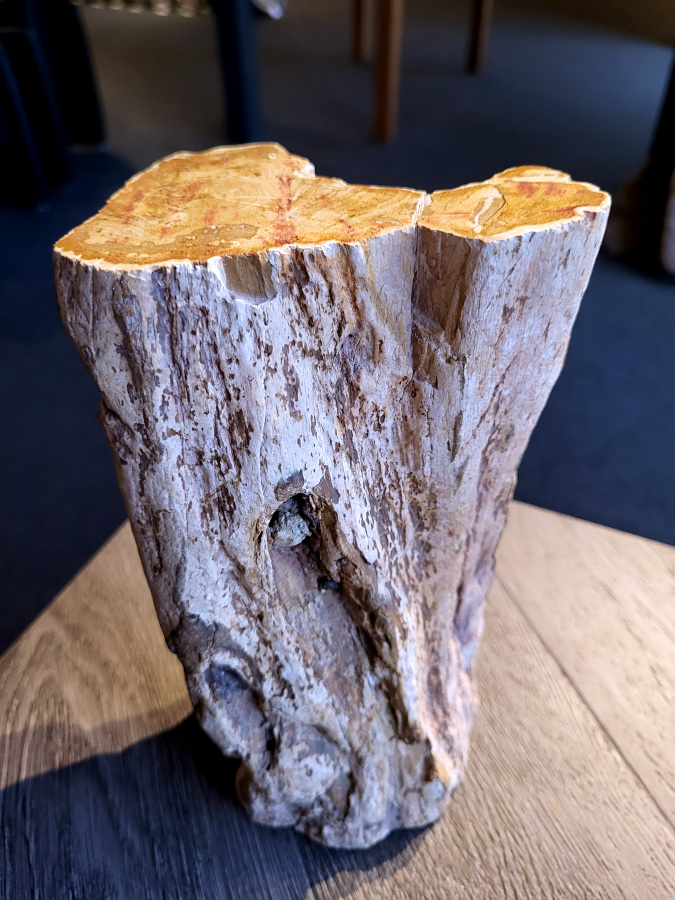 <strong>Versteend hout, 2,8 kg, 21,- euro, nr. 16</strong>

Beschrijving, Versteend Hout.
<strong>Versteend hout is fossiel hout, waarin alle organische materialen met behoud van de structuur van het hout zijn vervangen door mineralen (meestal door silicaten, zoals kwarts).</strong> Het proces van verstening gebeurt onder de grond, wanneer een boom bedolven raakt onder sediment, en kan miljoenen jaren duren. Grondwater dat langzaam door de bodem sijpelt, zet mineralen af op plaatsen waar lignine en cellulose wegrotten. Als de afzetting en rotting even snel gaan, blijft de vorm van de cellen behouden.
<strong>De kleinste details kunnen worden vereeuwigd. Versteende jaarringen en verschillende weefsels kunnen tot op microscopisch niveau worden getraceerd. Versteend hout heeft een hardheid van 7 op de hardheidsschaal van Mohs, hetzelfde als kwarts.</strong>