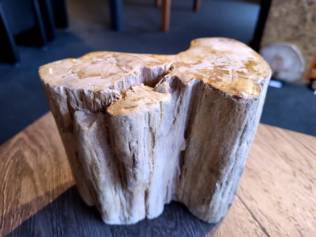 <strong>Versteend hout, 2,9 kg, 21,- euro, nr. 37</strong>

Beschrijving, Versteend Hout.
<strong>Versteend hout is fossiel hout, waarin alle organische materialen met behoud van de structuur van het hout zijn vervangen door mineralen (meestal door silicaten, zoals kwarts).</strong> Het proces van verstening gebeurt onder de grond, wanneer een boom bedolven raakt onder sediment, en kan miljoenen jaren duren. Grondwater dat langzaam door de bodem sijpelt, zet mineralen af op plaatsen waar lignine en cellulose wegrotten. Als de afzetting en rotting even snel gaan, blijft de vorm van de cellen behouden.
<strong>De kleinste details kunnen worden vereeuwigd. Versteende jaarringen en verschillende weefsels kunnen tot op microscopisch niveau worden getraceerd. Versteend hout heeft een hardheid van 7 op de hardheidsschaal van Mohs, hetzelfde als kwarts.</strong>