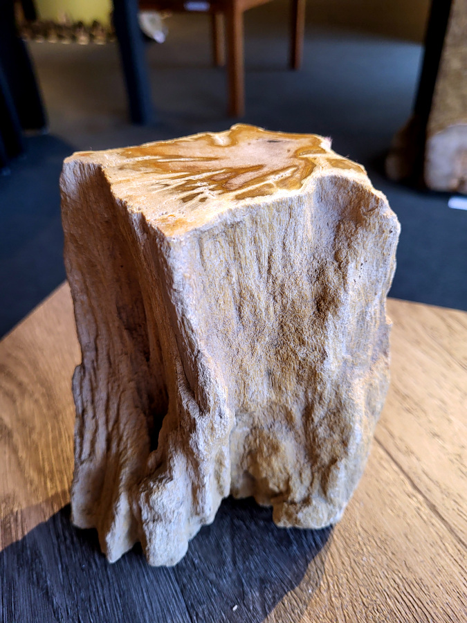 <strong>Versteend hout, 2,9 kg, 22,- euro, nr. 45</strong>

Beschrijving, Versteend Hout.
<strong>Versteend hout is fossiel hout, waarin alle organische materialen met behoud van de structuur van het hout zijn vervangen door mineralen (meestal door silicaten, zoals kwarts).</strong> Het proces van verstening gebeurt onder de grond, wanneer een boom bedolven raakt onder sediment, en kan miljoenen jaren duren. Grondwater dat langzaam door de bodem sijpelt, zet mineralen af op plaatsen waar lignine en cellulose wegrotten. Als de afzetting en rotting even snel gaan, blijft de vorm van de cellen behouden.
<strong>De kleinste details kunnen worden vereeuwigd. Versteende jaarringen en verschillende weefsels kunnen tot op microscopisch niveau worden getraceerd. Versteend hout heeft een hardheid van 7 op de hardheidsschaal van Mohs, hetzelfde als kwarts.</strong>