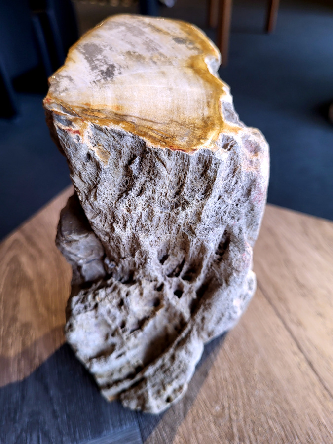 <strong>Versteend hout, 3,4 kg, 25,- euro, nr. 33</strong>

Beschrijving, Versteend Hout.
<strong>Versteend hout is fossiel hout, waarin alle organische materialen met behoud van de structuur van het hout zijn vervangen door mineralen (meestal door silicaten, zoals kwarts). </strong>Het proces van verstening gebeurt onder de grond, wanneer een boom bedolven raakt onder sediment, en kan miljoenen jaren duren. Grondwater dat langzaam door de bodem sijpelt, zet mineralen af op plaatsen waar lignine en cellulose wegrotten. Als de afzetting en rotting even snel gaan, blijft de vorm van de cellen behouden.
<strong>De kleinste details kunnen worden vereeuwigd. Versteende jaarringen en verschillende weefsels kunnen tot op microscopisch niveau worden getraceerd. Versteend hout heeft een hardheid van 7 op de hardheidsschaal van Mohs, hetzelfde als kwarts.</strong>