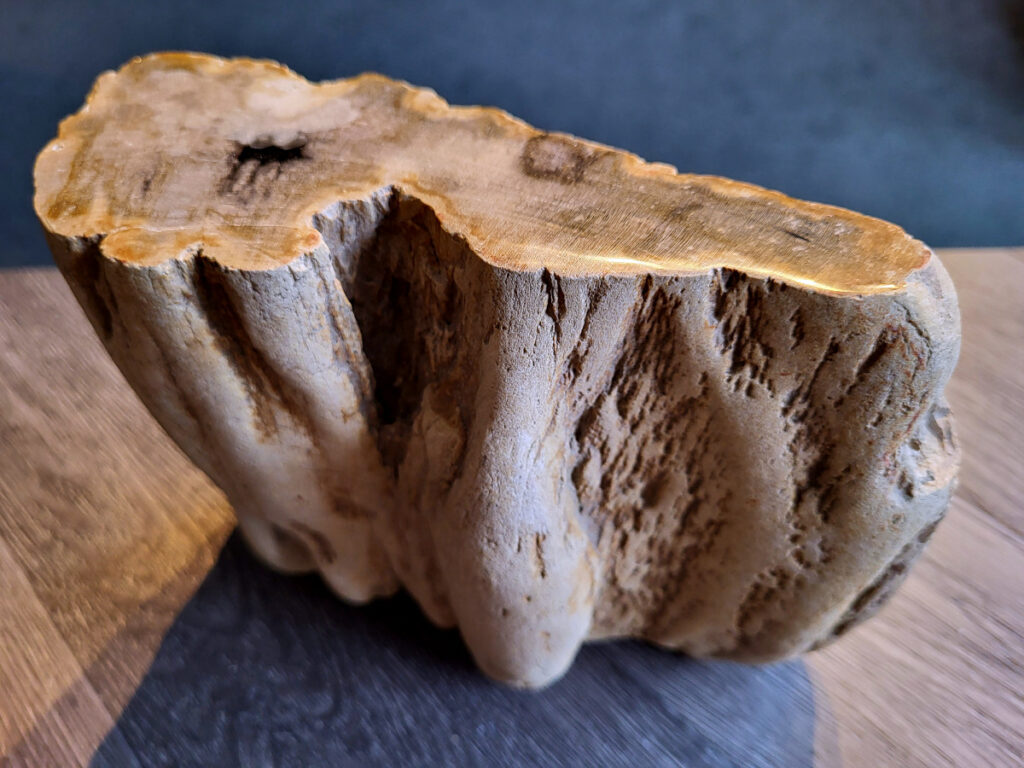 <strong>Versteend hout, 3,5 kg, 26,- euro, nr. 34</strong>

Beschrijving, Versteend Hout.
<strong>Versteend hout is fossiel hout, waarin alle organische materialen met behoud van de structuur van het hout zijn vervangen door mineralen (meestal door silicaten, zoals kwarts).</strong> Het proces van verstening gebeurt onder de grond, wanneer een boom bedolven raakt onder sediment, en kan miljoenen jaren duren. Grondwater dat langzaam door de bodem sijpelt, zet mineralen af op plaatsen waar lignine en cellulose wegrotten. Als de afzetting en rotting even snel gaan, blijft de vorm van de cellen behouden.
<strong>De kleinste details kunnen worden vereeuwigd. Versteende jaarringen en verschillende weefsels kunnen tot op microscopisch niveau worden getraceerd. Versteend hout heeft een hardheid van 7 op de hardheidsschaal van Mohs, hetzelfde als kwarts.</strong>