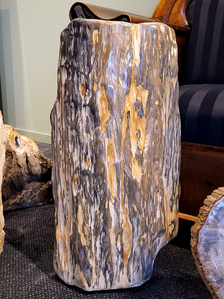 Versteend hout, versteende houtschijf, stam, plak, versteende boomstam, 70 cm hoog, +50 kg, 350,- euro, nr. 6

Beschrijving, Versteend Hout.
Versteend hout is fossiel hout, waarin alle organische materialen met behoud van de structuur van het hout zijn vervangen door mineralen (meestal door silicaten, zoals kwarts). Het proces van verstening gebeurt onder de grond, wanneer een boom bedolven raakt onder sediment, en kan miljoenen jaren duren. Grondwater dat langzaam door de bodem sijpelt, zet mineralen af op plaatsen waar lignine en cellulose wegrotten. Als de afzetting en rotting even snel gaan, blijft de vorm van de cellen behouden.
De kleinste details kunnen worden vereeuwigd. Versteende jaarringen en verschillende weefsels kunnen tot op microscopisch niveau worden getraceerd. Versteend hout heeft een hardheid van 7 op de hardheidsschaal van Mohs, hetzelfde als kwarts.
Versteend hout
Chakra: wortelchakra (Muladhara)
Versteend hout is miljoenen jaren oud!
Waar komt versteend hout vandaan en hoe ontstaan het?
Versteend hout, of gefossiliseerd hout, ontstaat wanneer een boom na zijn overlijden bedekt wordt door sediment, waardoor het langzaam omgezet wordt in steen. In plaats van te vergaan, wordt het hout geleidelijk vervangen door mineralen zoals silica. Dit proces behoudt de originele structuur van het hout, inclusief details zoals jaarringen en nerven. Het kan miljoenen jaren duren, aangezien het water dat rijk is aan mineralen de houtcellen binnendringt, terwijl zuurstof geen rol meer speelt in de afbraak.
De kleur van versteend hout is precies zoals het hout er oorspronkelijk uit zag.
Waar kan versteend hout niet goed tegen?
Het is bestand tegen de meeste elementen, maar kan niet goed tegen langdurige blootstelling aan fel zonlicht, extreme temperatuurwisselingen en scherpe voorwerpen die krassen kunnen veroorzaken. 
Spirituele werking van versteend hout: 
> stabiliteit, rust en veiligheid
Fysiek zou het positieve effecten hebben op het skelet, de botten en de rug, en kan het ondersteuning bieden bij aandoeningen zoals osteoporose en ADHD.
Hoe opladen?
Je kunt versteend hout, als het volle maan is, ‘s nachts in het maanlicht leggen, bij een bergkristal of andere stenen leggen of reinigen met saliehout/palo santo.