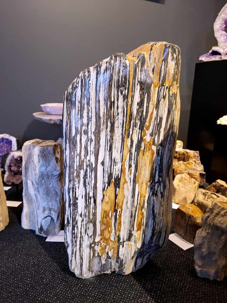 Versteend hout, versteende houtschijf, stam, plak, versteende boomstam, 70 cm hoog, +50 kg, 350,- euro, nr. 7

Beschrijving, Versteend Hout.
Versteend hout is fossiel hout, waarin alle organische materialen met behoud van de structuur van het hout zijn vervangen door mineralen (meestal door silicaten, zoals kwarts). Het proces van verstening gebeurt onder de grond, wanneer een boom bedolven raakt onder sediment, en kan miljoenen jaren duren. Grondwater dat langzaam door de bodem sijpelt, zet mineralen af op plaatsen waar lignine en cellulose wegrotten. Als de afzetting en rotting even snel gaan, blijft de vorm van de cellen behouden.
De kleinste details kunnen worden vereeuwigd. Versteende jaarringen en verschillende weefsels kunnen tot op microscopisch niveau worden getraceerd. Versteend hout heeft een hardheid van 7 op de hardheidsschaal van Mohs, hetzelfde als kwarts.
Versteend hout
Chakra: wortelchakra (Muladhara)
Versteend hout is miljoenen jaren oud!
Waar komt versteend hout vandaan en hoe ontstaan het?
Versteend hout, of gefossiliseerd hout, ontstaat wanneer een boom na zijn overlijden bedekt wordt door sediment, waardoor het langzaam omgezet wordt in steen. In plaats van te vergaan, wordt het hout geleidelijk vervangen door mineralen zoals silica. Dit proces behoudt de originele structuur van het hout, inclusief details zoals jaarringen en nerven. Het kan miljoenen jaren duren, aangezien het water dat rijk is aan mineralen de houtcellen binnendringt, terwijl zuurstof geen rol meer speelt in de afbraak.
De kleur van versteend hout is precies zoals het hout er oorspronkelijk uit zag.
Waar kan versteend hout niet goed tegen?
Het is bestand tegen de meeste elementen, maar kan niet goed tegen langdurige blootstelling aan fel zonlicht, extreme temperatuurwisselingen en scherpe voorwerpen die krassen kunnen veroorzaken. 
Spirituele werking van versteend hout: 
> stabiliteit, rust en veiligheid
Fysiek zou het positieve effecten hebben op het skelet, de botten en de rug, en kan het ondersteuning bieden bij aandoeningen zoals osteoporose en ADHD.
Hoe opladen?
Je kunt versteend hout, als het volle maan is, ‘s nachts in het maanlicht leggen, bij een bergkristal of andere stenen leggen of reinigen met saliehout/palo santo.