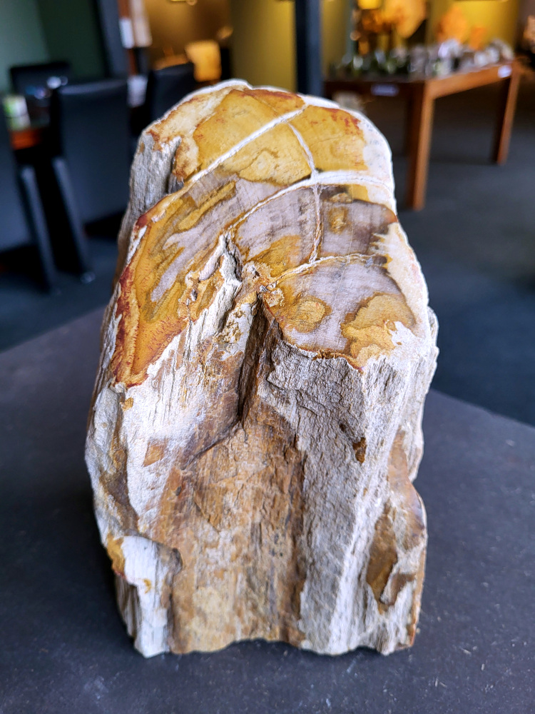 Versteend hout, versteende houtschijven, houtschijf, 3,8kg, 26,- euro, nr. 7

Beschrijving, Versteend Hout.
Versteend hout is fossiel hout, waarin alle organische materialen met behoud van de structuur van het hout zijn vervangen door mineralen (meestal door silicaten, zoals kwarts). Het proces van verstening gebeurt onder de grond, wanneer een boom bedolven raakt onder sediment, en kan miljoenen jaren duren. Grondwater dat langzaam door de bodem sijpelt, zet mineralen af op plaatsen waar lignine en cellulose wegrotten. Als de afzetting en rotting even snel gaan, blijft de vorm van de cellen behouden.
De kleinste details kunnen worden vereeuwigd. Versteende jaarringen en verschillende weefsels kunnen tot op microscopisch niveau worden getraceerd. Versteend hout heeft een hardheid van 7 op de hardheidsschaal van Mohs, hetzelfde als kwarts.
Versteend hout
Chakra: wortelchakra (Muladhara)
Versteend hout is miljoenen jaren oud!
Waar komt versteend hout vandaan en hoe ontstaan het?
Versteend hout, of gefossiliseerd hout, ontstaat wanneer een boom na zijn overlijden bedekt wordt door sediment, waardoor het langzaam omgezet wordt in steen. In plaats van te vergaan, wordt het hout geleidelijk vervangen door mineralen zoals silica. Dit proces behoudt de originele structuur van het hout, inclusief details zoals jaarringen en nerven. Het kan miljoenen jaren duren, aangezien het water dat rijk is aan mineralen de houtcellen binnendringt, terwijl zuurstof geen rol meer speelt in de afbraak.
De kleur van versteend hout is precies zoals het hout er oorspronkelijk uit zag.
Waar kan versteend hout niet goed tegen?
Het is bestand tegen de meeste elementen, maar kan niet goed tegen langdurige blootstelling aan fel zonlicht, extreme temperatuurwisselingen en scherpe voorwerpen die krassen kunnen veroorzaken. 
Spirituele werking van versteend hout: 
> stabiliteit, rust en veiligheid
Fysiek zou het positieve effecten hebben op het skelet, de botten en de rug, en kan het ondersteuning bieden bij aandoeningen zoals osteoporose en ADHD.
Hoe opladen?
Je kunt versteend hout, als het volle maan is, ‘s nachts in het maanlicht leggen, bij een bergkristal of andere stenen leggen of reinigen met saliehout/palo santo.

                                                                                        -   Kunstgalerie Arnold   -