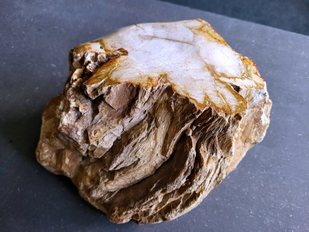 Versteend hout, versteende houtschijven, houtschijf, 5,9kg, 41,- euro, nr. 5

Beschrijving, Versteend Hout.
Versteend hout is fossiel hout, waarin alle organische materialen met behoud van de structuur van het hout zijn vervangen door mineralen (meestal door silicaten, zoals kwarts). Het proces van verstening gebeurt onder de grond, wanneer een boom bedolven raakt onder sediment, en kan miljoenen jaren duren. Grondwater dat langzaam door de bodem sijpelt, zet mineralen af op plaatsen waar lignine en cellulose wegrotten. Als de afzetting en rotting even snel gaan, blijft de vorm van de cellen behouden.
De kleinste details kunnen worden vereeuwigd. Versteende jaarringen en verschillende weefsels kunnen tot op microscopisch niveau worden getraceerd. Versteend hout heeft een hardheid van 7 op de hardheidsschaal van Mohs, hetzelfde als kwarts.
Versteend hout
Chakra: wortelchakra (Muladhara)
Versteend hout is miljoenen jaren oud!
Waar komt versteend hout vandaan en hoe ontstaan het?
Versteend hout, of gefossiliseerd hout, ontstaat wanneer een boom na zijn overlijden bedekt wordt door sediment, waardoor het langzaam omgezet wordt in steen. In plaats van te vergaan, wordt het hout geleidelijk vervangen door mineralen zoals silica. Dit proces behoudt de originele structuur van het hout, inclusief details zoals jaarringen en nerven. Het kan miljoenen jaren duren, aangezien het water dat rijk is aan mineralen de houtcellen binnendringt, terwijl zuurstof geen rol meer speelt in de afbraak.
De kleur van versteend hout is precies zoals het hout er oorspronkelijk uit zag.
Waar kan versteend hout niet goed tegen?
Het is bestand tegen de meeste elementen, maar kan niet goed tegen langdurige blootstelling aan fel zonlicht, extreme temperatuurwisselingen en scherpe voorwerpen die krassen kunnen veroorzaken. 
Spirituele werking van versteend hout: 
> stabiliteit, rust en veiligheid
Fysiek zou het positieve effecten hebben op het skelet, de botten en de rug, en kan het ondersteuning bieden bij aandoeningen zoals osteoporose en ADHD.
Hoe opladen?
Je kunt versteend hout, als het volle maan is, ‘s nachts in het maanlicht leggen, bij een bergkristal of andere stenen leggen of reinigen met saliehout/palo santo.

                                                                                        -   Kunstgalerie Arnold   -