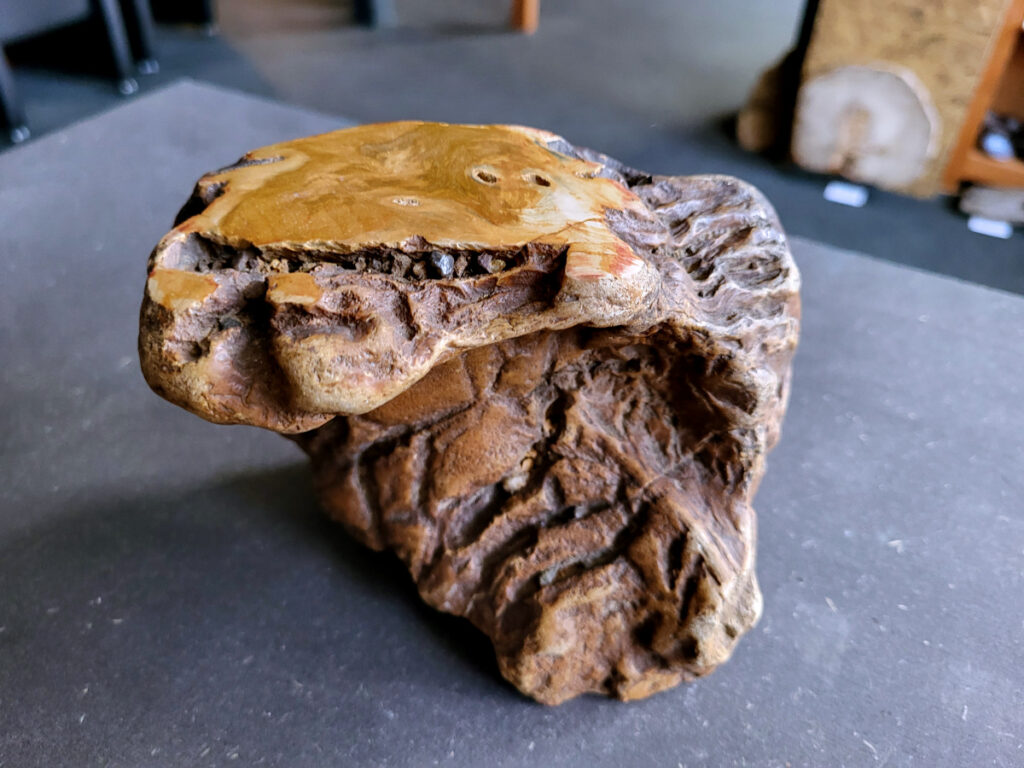 Versteend hout, versteende houtschijven, houtschijf, stam, 1,6kg, 11,- euro, nr. 4

Beschrijving, Versteend Hout.
Versteend hout is fossiel hout, waarin alle organische materialen met behoud van de structuur van het hout zijn vervangen door mineralen (meestal door silicaten, zoals kwarts). Het proces van verstening gebeurt onder de grond, wanneer een boom bedolven raakt onder sediment, en kan miljoenen jaren duren. Grondwater dat langzaam door de bodem sijpelt, zet mineralen af op plaatsen waar lignine en cellulose wegrotten. Als de afzetting en rotting even snel gaan, blijft de vorm van de cellen behouden.
De kleinste details kunnen worden vereeuwigd. Versteende jaarringen en verschillende weefsels kunnen tot op microscopisch niveau worden getraceerd. Versteend hout heeft een hardheid van 7 op de hardheidsschaal van Mohs, hetzelfde als kwarts.
Versteend hout
Chakra: wortelchakra (Muladhara)
Versteend hout is miljoenen jaren oud!
Waar komt versteend hout vandaan en hoe ontstaan het?
Versteend hout, of gefossiliseerd hout, ontstaat wanneer een boom na zijn overlijden bedekt wordt door sediment, waardoor het langzaam omgezet wordt in steen. In plaats van te vergaan, wordt het hout geleidelijk vervangen door mineralen zoals silica. Dit proces behoudt de originele structuur van het hout, inclusief details zoals jaarringen en nerven. Het kan miljoenen jaren duren, aangezien het water dat rijk is aan mineralen de houtcellen binnendringt, terwijl zuurstof geen rol meer speelt in de afbraak.
De kleur van versteend hout is precies zoals het hout er oorspronkelijk uit zag.
Waar kan versteend hout niet goed tegen?
Het is bestand tegen de meeste elementen, maar kan niet goed tegen langdurige blootstelling aan fel zonlicht, extreme temperatuurwisselingen en scherpe voorwerpen die krassen kunnen veroorzaken. 
Spirituele werking van versteend hout: 
> stabiliteit, rust en veiligheid
Fysiek zou het positieve effecten hebben op het skelet, de botten en de rug, en kan het ondersteuning bieden bij aandoeningen zoals osteoporose en ADHD.
Hoe opladen?
Je kunt versteend hout, als het volle maan is, ‘s nachts in het maanlicht leggen, bij een bergkristal of andere stenen leggen of reinigen met saliehout/palo santo.

                                                                                        -   Kunstgalerie Arnold   -