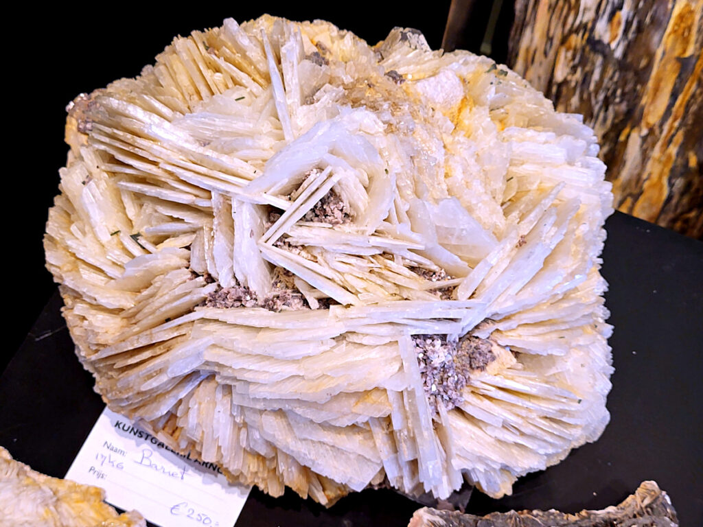 Bariet Rozet Cluster, 17kg, 250,- euro, nr. 502
<strong>Bariet,
Bariet (bariumsulfaat) is een opvallend zwaar, vaak wit of blauwachtig mineraal met een glasachtige glans, bekend als een steen van helderheid, kracht en groei.</strong> Het wordt in de edelsteentherapie gebruikt om het geheugen te versterken, verslavingen te doorbreken, emotionele balans te vinden en het chakrasysteem te reinigen. De steen helpt bij het vinden van je levensdoel en vergroot het zelfvertrouwen. 

<strong>Kenmerken en Werking van Bariet:</strong>
<strong>Fysieke eigenschappen:</strong> Het mineraal is relatief zwaar, heeft een hardheid van 3-3,5 op de schaal van Mohs en kristalliseert vaak in platte, tabelvormige of rozetvormige structuren.
<strong>Spirituele en Mentale Werking:</strong>
Helderheid & Focus: Bevordert een heldere geest, mentale focus en helpt bij het onthouden van dromen.
<strong>Zelfvertrouwen & Onafhankelijkheid:</strong> Helpt patronen te doorbreken, verlegenheid te overwinnen en in je eigen kracht te staan.
<strong>Balans:</strong> Brengt rust bij onrustige gevoelens en helpt emotionele en mentale disbalans te herstellen.
Toepassingen: Wordt veel gebruikt tijdens meditaties en als ondersteuning bij chronische vermoeidheid of somberheid.
Vindplaatsen: Wordt wereldwijd gevonden, met belangrijke locaties in Marokko, China, de Verenigde Staten en Duitsland.