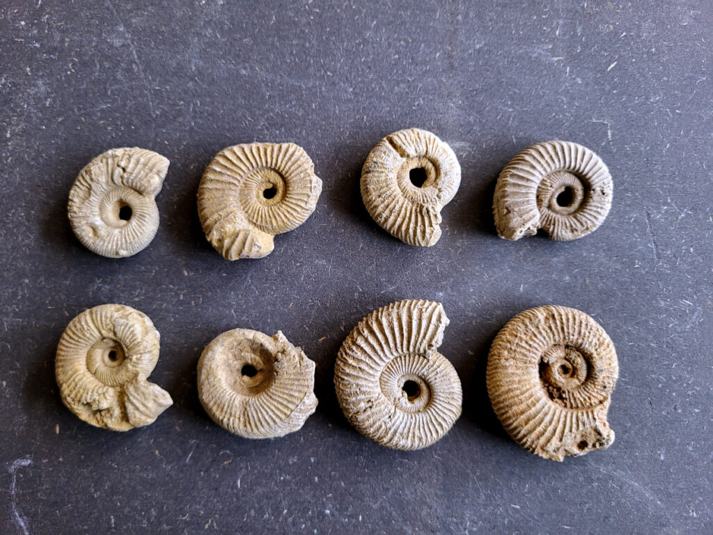 <strong>Ammonieten, doorsnee 3 tot 4cm, 20 tot 50 gram, 2,- euro per stuk, nr. 27

Ammonieten, beschrijving,

Ammonieten (Ammonoidea) zijn een uitgestorven onderklasse van inktvissen (Cephalopoda) die leefden in prehistorische oceanen. Ze stonden bekend om hun kenmerkende, spiraalvormige kalkschelp. Deze succesvolle zeedieren kwamen honderden miljoenen jaren wereldwijd in enorme aantallen voor. Samen met de dinosauriërs stierven ze aan het einde van het Krijt-tijdperk uit
.
Biologie en Kenmerken

Ammonieten waren nauw verwant aan de huidige inktvissen, maar hun uiterlijk leek op dat van de hedendaagse Nautilus.
Gekamerde schelp: Het dier woonde in de buitenste, nieuwste kamer van de spiraal. De achterliggende, oudere kamers waren gevuld met gas of vloeistof om het drijfvermogen in het water te regelen.
Voortbeweging: Ze zwommen achterstevoren door water via hun trechter te spuiten en grepen prooien met hun tentakels. 
Formaat: De grootte varieerde enorm: van minder dan twee centimeter tot gigantische soorten met een schelpdoorsnede van meer dan twee meter.
Naamgeving: De naam is afgeleid van de Egyptische god Ammon, die vaak werd afgebeeld met de gekrulde ramshoorns waar de fossielen op lijken.

Geologische Tijdlijn en Uitsterven

Ammonieten ontstonden tijdens het Devoon (ongeveer 400 miljoen jaar geleden) en overleefden meerdere grote massa-extincties. Ongeveer 66 miljoen jaar geleden sloeg een enorme asteroïde in op aarde. Dit veroorzaakte het definitieve einde van de ammonieten. Wetenschappelijk onderzoek van de [University of Oxford](https://scientias.nl/deze-oceaanwezens overleefden elke ramp waarom stierven ze wel uit toen de dinosauriers het loodje legden/) suggereert dat hun voortplantingsstrategie hen kwetsbaar maakte. Ammonieten legden namelijk grote hoeveelheden minuscule eitjes in open zee. Toen de voedselketens in de oceaan instortten door de klimaatchaos, overleefden de larven dit niet. 

Fossielen en Toepassing

Omdat hun harde schelpen gemakkelijk fossiliseerden, zijn ammonieten vandaag de dag zeer geliefde verzamelobjecten. In de geologie worden ze gebruikt als gidsfossielen om de exacte ouderdom van aardlagen te bepalen. Soms is de originele scheepshuid bewaard gebleven als een iriserende, kleurrijke laag parelmoer (ook wel ammoliet genoemd). </strong>