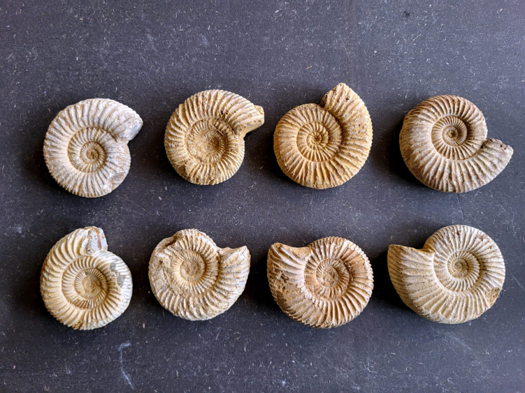 <strong>Ammonieten, doorsnee 5 tot 6cm, 50 tot 100 gram, 4,- euro per stuk, nr. 26

Ammonieten, beschrijving,

Ammonieten (Ammonoidea) zijn een uitgestorven onderklasse van inktvissen (Cephalopoda) die leefden in prehistorische oceanen. Ze stonden bekend om hun kenmerkende, spiraalvormige kalkschelp. Deze succesvolle zeedieren kwamen honderden miljoenen jaren wereldwijd in enorme aantallen voor. Samen met de dinosauriërs stierven ze aan het einde van het Krijt-tijdperk uit
.
Biologie en Kenmerken

Ammonieten waren nauw verwant aan de huidige inktvissen, maar hun uiterlijk leek op dat van de hedendaagse Nautilus.
Gekamerde schelp: Het dier woonde in de buitenste, nieuwste kamer van de spiraal. De achterliggende, oudere kamers waren gevuld met gas of vloeistof om het drijfvermogen in het water te regelen.
Voortbeweging: Ze zwommen achterstevoren door water via hun trechter te spuiten en grepen prooien met hun tentakels. 
Formaat: De grootte varieerde enorm: van minder dan twee centimeter tot gigantische soorten met een schelpdoorsnede van meer dan twee meter.
Naamgeving: De naam is afgeleid van de Egyptische god Ammon, die vaak werd afgebeeld met de gekrulde ramshoorns waar de fossielen op lijken.

Geologische Tijdlijn en Uitsterven

Ammonieten ontstonden tijdens het Devoon (ongeveer 400 miljoen jaar geleden) en overleefden meerdere grote massa-extincties. Ongeveer 66 miljoen jaar geleden sloeg een enorme asteroïde in op aarde. Dit veroorzaakte het definitieve einde van de ammonieten. Wetenschappelijk onderzoek van de [University of Oxford](https://scientias.nl/deze-oceaanwezens overleefden elke ramp waarom stierven ze wel uit toen de dinosauriers het loodje legden/) suggereert dat hun voortplantingsstrategie hen kwetsbaar maakte. Ammonieten legden namelijk grote hoeveelheden minuscule eitjes in open zee. Toen de voedselketens in de oceaan instortten door de klimaatchaos, overleefden de larven dit niet. 

Fossielen en Toepassing

Omdat hun harde schelpen gemakkelijk fossiliseerden, zijn ammonieten vandaag de dag zeer geliefde verzamelobjecten. In de geologie worden ze gebruikt als gidsfossielen om de exacte ouderdom van aardlagen te bepalen. Soms is de originele scheepshuid bewaard gebleven als een iriserende, kleurrijke laag parelmoer (ook wel ammoliet genoemd). </strong>