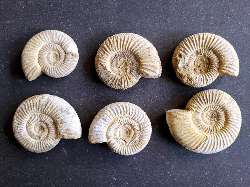Ammonieten, doorsnee 7 tot 8cm, 100 tot 150 gram, 8,- euro per stuk, nr. 25

Ammonieten, beschrijving,

Ammonieten (Ammonoidea) zijn een uitgestorven onderklasse van inktvissen (Cephalopoda) die leefden in prehistorische oceanen. Ze stonden bekend om hun kenmerkende, spiraalvormige kalkschelp. Deze succesvolle zeedieren kwamen honderden miljoenen jaren wereldwijd in enorme aantallen voor. Samen met de dinosauriërs stierven ze aan het einde van het Krijt-tijdperk uit
.
Biologie en Kenmerken

Ammonieten waren nauw verwant aan de huidige inktvissen, maar hun uiterlijk leek op dat van de hedendaagse Nautilus.
Gekamerde schelp: Het dier woonde in de buitenste, nieuwste kamer van de spiraal. De achterliggende, oudere kamers waren gevuld met gas of vloeistof om het drijfvermogen in het water te regelen.
Voortbeweging: Ze zwommen achterstevoren door water via hun trechter te spuiten en grepen prooien met hun tentakels. 
Formaat: De grootte varieerde enorm: van minder dan twee centimeter tot gigantische soorten met een schelpdoorsnede van meer dan twee meter.
Naamgeving: De naam is afgeleid van de Egyptische god Ammon, die vaak werd afgebeeld met de gekrulde ramshoorns waar de fossielen op lijken.

Geologische Tijdlijn en Uitsterven

Ammonieten ontstonden tijdens het Devoon (ongeveer 400 miljoen jaar geleden) en overleefden meerdere grote massa-extincties. Ongeveer 66 miljoen jaar geleden sloeg een enorme asteroïde in op aarde. Dit veroorzaakte het definitieve einde van de ammonieten. Wetenschappelijk onderzoek van de [University of Oxford](https://scientias.nl/deze-oceaanwezens overleefden elke ramp waarom stierven ze wel uit toen de dinosauriers het loodje legden/) suggereert dat hun voortplantingsstrategie hen kwetsbaar maakte. Ammonieten legden namelijk grote hoeveelheden minuscule eitjes in open zee. Toen de voedselketens in de oceaan instortten door de klimaatchaos, overleefden de larven dit niet. 

Fossielen en Toepassing

Omdat hun harde schelpen gemakkelijk fossiliseerden, zijn ammonieten vandaag de dag zeer geliefde verzamelobjecten. In de geologie worden ze gebruikt als gidsfossielen om de exacte ouderdom van aardlagen te bepalen. Soms is de originele scheepshuid bewaard gebleven als een iriserende, kleurrijke laag parelmoer (ook wel ammoliet genoemd).