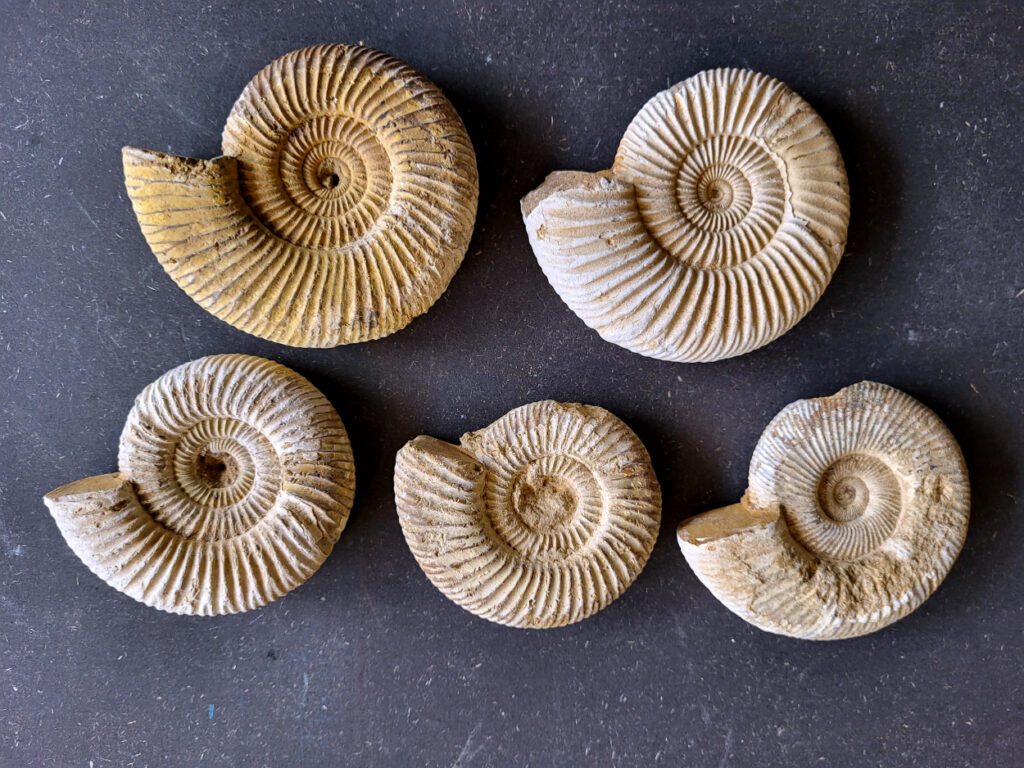 <strong>Ammonieten, doorsnee 9 tot 10cm, 250 gram, 12,50 euro per stuk, nr. 24

Ammonieten, beschrijving,

Ammonieten (Ammonoidea) zijn een uitgestorven onderklasse van inktvissen (Cephalopoda) die leefden in prehistorische oceanen. Ze stonden bekend om hun kenmerkende, spiraalvormige kalkschelp. Deze succesvolle zeedieren kwamen honderden miljoenen jaren wereldwijd in enorme aantallen voor. Samen met de dinosauriërs stierven ze aan het einde van het Krijt-tijdperk uit
.
Biologie en Kenmerken

Ammonieten waren nauw verwant aan de huidige inktvissen, maar hun uiterlijk leek op dat van de hedendaagse Nautilus.
Gekamerde schelp: Het dier woonde in de buitenste, nieuwste kamer van de spiraal. De achterliggende, oudere kamers waren gevuld met gas of vloeistof om het drijfvermogen in het water te regelen.
Voortbeweging: Ze zwommen achterstevoren door water via hun trechter te spuiten en grepen prooien met hun tentakels. 
Formaat: De grootte varieerde enorm: van minder dan twee centimeter tot gigantische soorten met een schelpdoorsnede van meer dan twee meter.
Naamgeving: De naam is afgeleid van de Egyptische god Ammon, die vaak werd afgebeeld met de gekrulde ramshoorns waar de fossielen op lijken.

Geologische Tijdlijn en Uitsterven

Ammonieten ontstonden tijdens het Devoon (ongeveer 400 miljoen jaar geleden) en overleefden meerdere grote massa-extincties. Ongeveer 66 miljoen jaar geleden sloeg een enorme asteroïde in op aarde. Dit veroorzaakte het definitieve einde van de ammonieten. Wetenschappelijk onderzoek van de [University of Oxford](https://scientias.nl/deze-oceaanwezens overleefden elke ramp waarom stierven ze wel uit toen de dinosauriers het loodje legden/) suggereert dat hun voortplantingsstrategie hen kwetsbaar maakte. Ammonieten legden namelijk grote hoeveelheden minuscule eitjes in open zee. Toen de voedselketens in de oceaan instortten door de klimaatchaos, overleefden de larven dit niet. 

Fossielen en Toepassing

Omdat hun harde schelpen gemakkelijk fossiliseerden, zijn ammonieten vandaag de dag zeer geliefde verzamelobjecten. In de geologie worden ze gebruikt als gidsfossielen om de exacte ouderdom van aardlagen te bepalen. Soms is de originele scheepshuid bewaard gebleven als een iriserende, kleurrijke laag parelmoer (ook wel ammoliet genoemd). </strong>