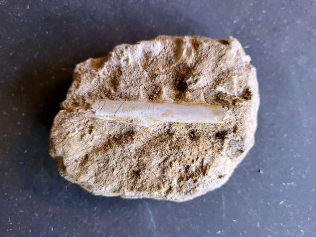 <strong>Fossiele kaak met tanden in matrix, 350 gram, 25,- euro, nr. 21</strong>