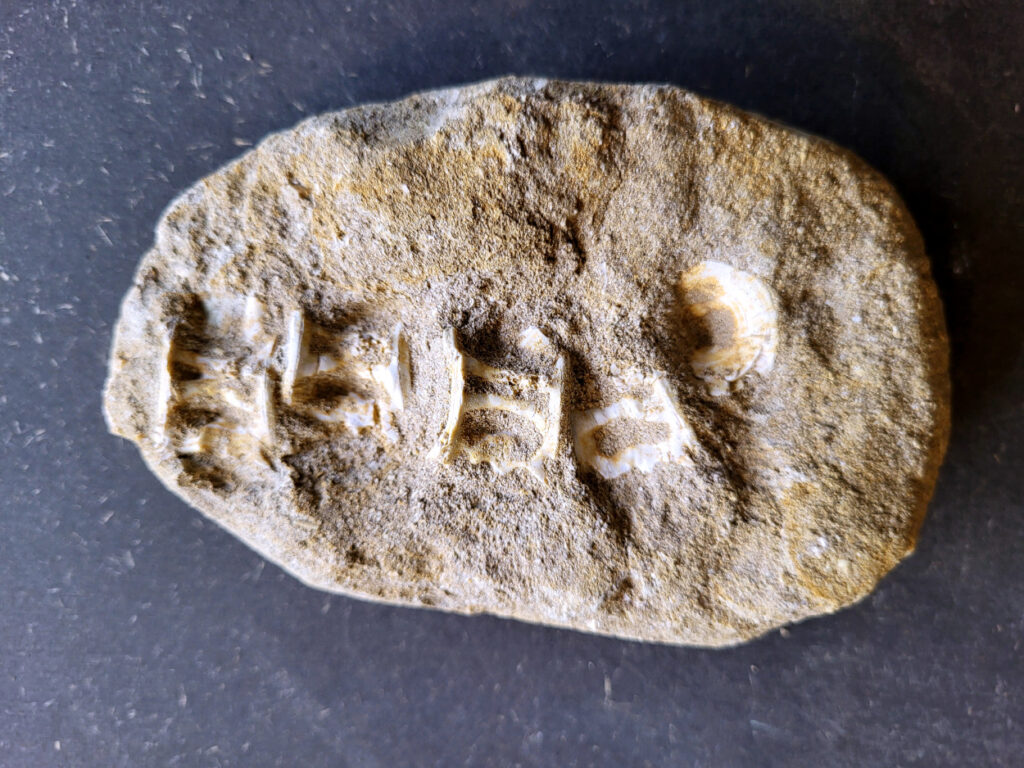 <strong>Fossiele wervels, 440 gram, 25,- euro, nr. 15

Mosasaurus, beschrijving
Een Mosasaurus tand en kaakafdruk (of kaakfragment) is een fossiel overblijfsel van een Mosasaurus, een groot zeereptiel uit het Laat-Krijt. Deze fossielen worden vaak gevonden in de fosfaatmijnen van Marokko.

Kenmerken en Informatie:
Tanden: Mosasaurussen hadden grote, kegelvormige tanden met gekartelde randen (carinae).
Kaakstructuur: De kaken waren flexibel, vergelijkbaar met die van slangen, waardoor ze prooien in hun geheel konden doorslikken.
Vondsten: Hoewel losse tanden vrij algemeen zijn, zijn kaakfragmenten met tanden zeldzamer en zeer gewild bij verzamelaars.</strong>