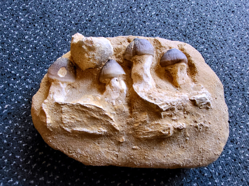 <strong>Mosasaurus Globidens Aegypbicus Marokko, 2,6kg, 78,- euro, nr. 8

Mosasaurus, beschrijving
Een Mosasaurus tand en kaakafdruk (of kaakfragment) is een fossiel overblijfsel van een Mosasaurus, een groot zeereptiel uit het Laat-Krijt. Deze fossielen worden vaak gevonden in de fosfaatmijnen van Marokko.

Kenmerken en Informatie:
Tanden: Mosasaurussen hadden grote, kegelvormige tanden met gekartelde randen (carinae).
Kaakstructuur: De kaken waren flexibel, vergelijkbaar met die van slangen, waardoor ze prooien in hun geheel konden doorslikken.
Vondsten: Hoewel losse tanden vrij algemeen zijn, zijn kaakfragmenten met tanden zeldzamer en zeer gewild bij verzamelaars.</strong>
