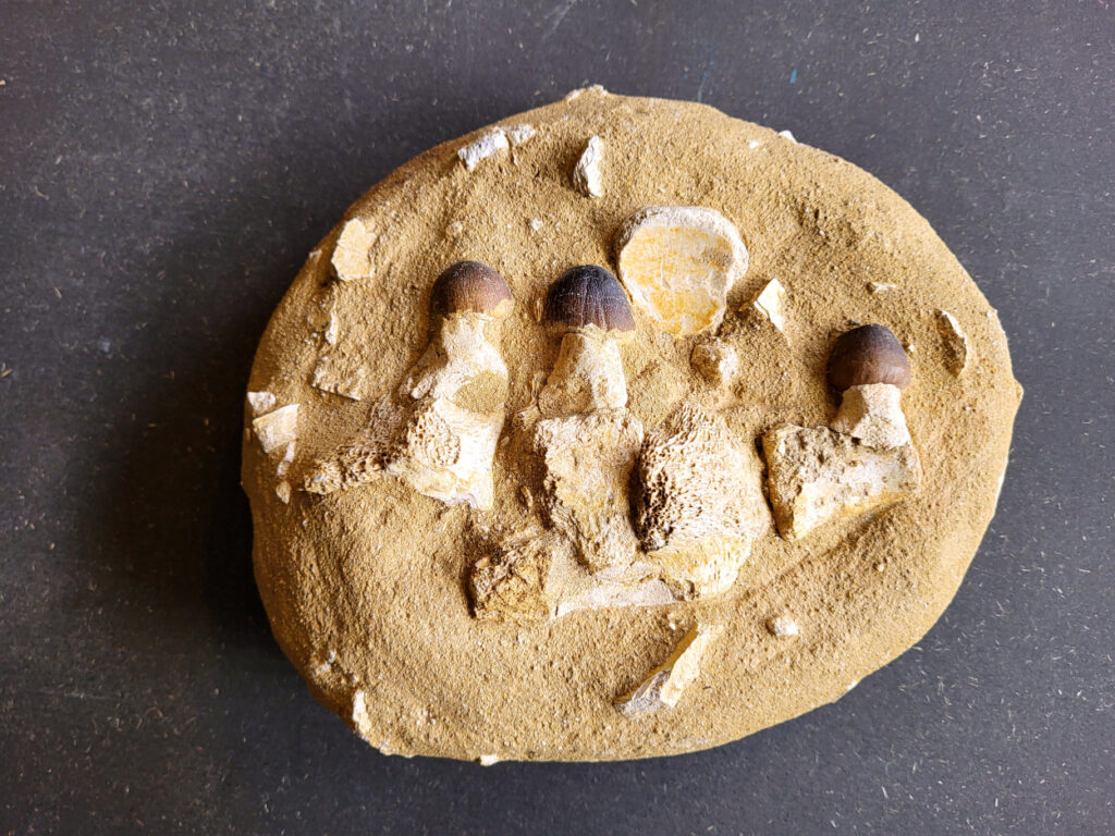 <strong>Mosasaurus Globidens Aegypticos, Marokko, 3 kg, 89,- euro, nr. 7

Mosasaurus, beschrijving
Een Mosasaurus tand en kaakafdruk (of kaakfragment) is een fossiel overblijfsel van een Mosasaurus, een groot zeereptiel uit het Laat-Krijt. Deze fossielen worden vaak gevonden in de fosfaatmijnen van Marokko.

Kenmerken en Informatie:
Tanden: Mosasaurussen hadden grote, kegelvormige tanden met gekartelde randen (carinae).
Kaakstructuur: De kaken waren flexibel, vergelijkbaar met die van slangen, waardoor ze prooien in hun geheel konden doorslikken.
Vondsten: Hoewel losse tanden vrij algemeen zijn, zijn kaakfragmenten met tanden zeldzamer en zeer gewild bij verzamelaars.</strong>