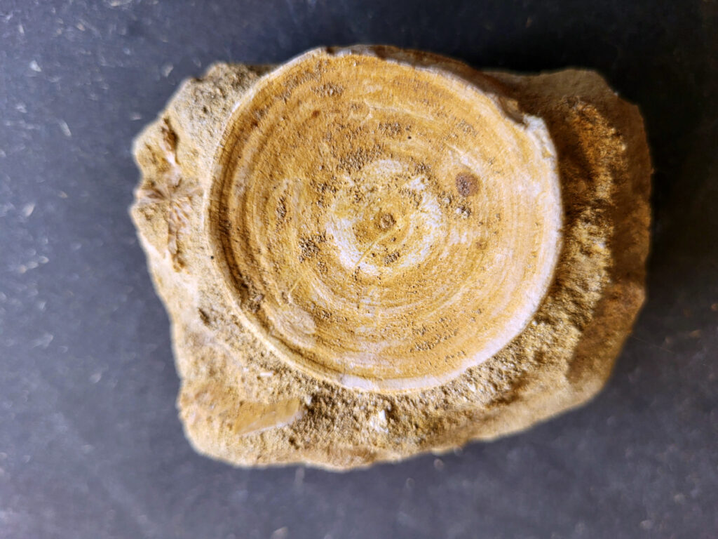 <strong>Haaienwervel uit de prehistorie, 10,- euro, nr. 35</strong>