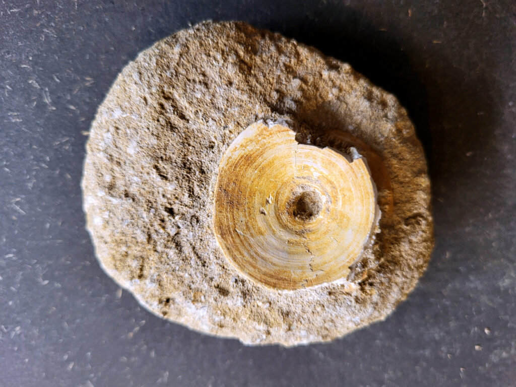 <strong>Haaienwervel uit de prehistorie, 10,- euro, nr. 34</strong>
