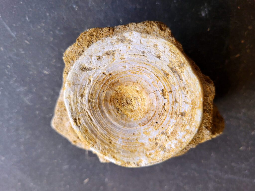 <strong>Haaienwervel uit de prehistorie, 10,- euro, nr. 33</strong>