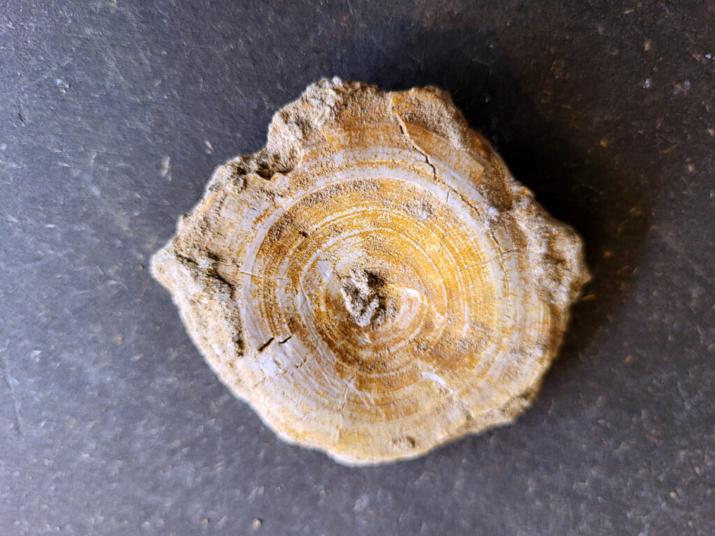 <strong>Haaienwervel uit de prehistorie, 10,- euro, nr. 32</strong>