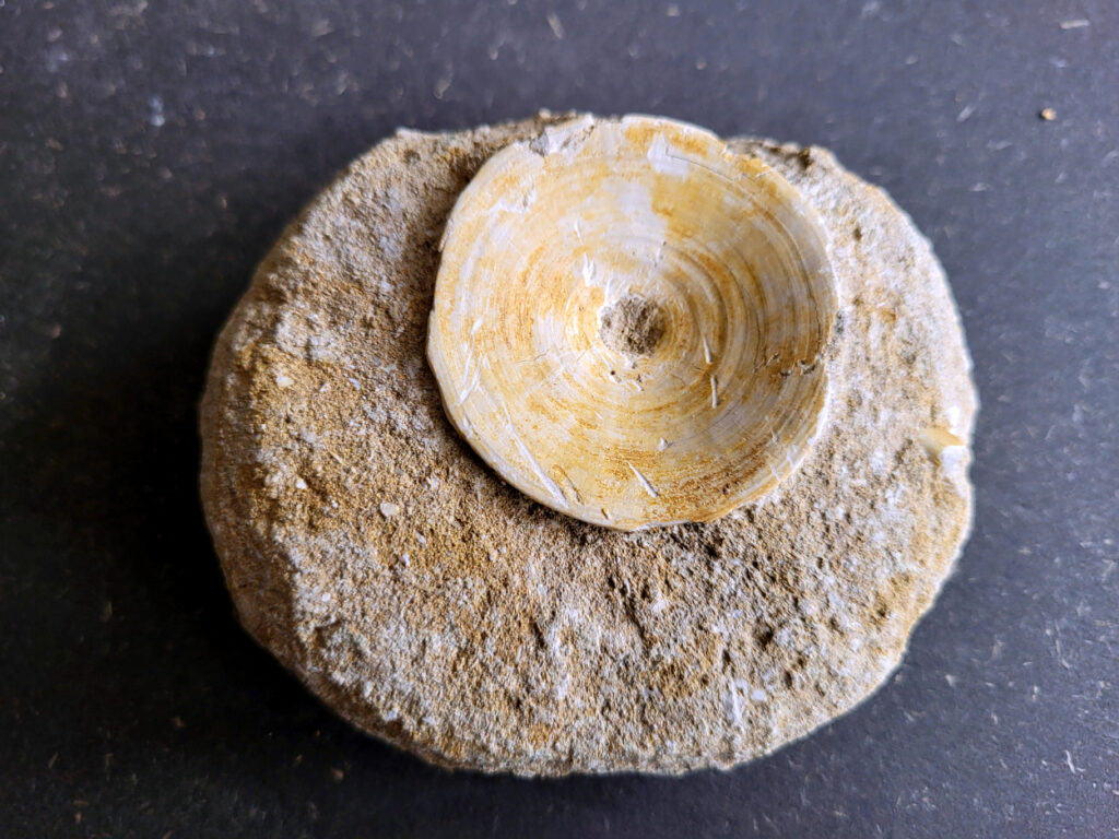 <strong>Haaienwervel uit de prehistorie, 10,- euro, nr. 30</strong>