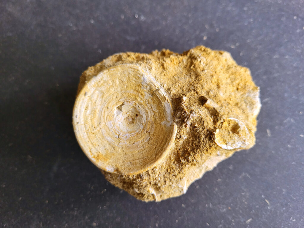 <strong>Haaienwervel uit de prehistorie, 10,- euro, nr. 31</strong>