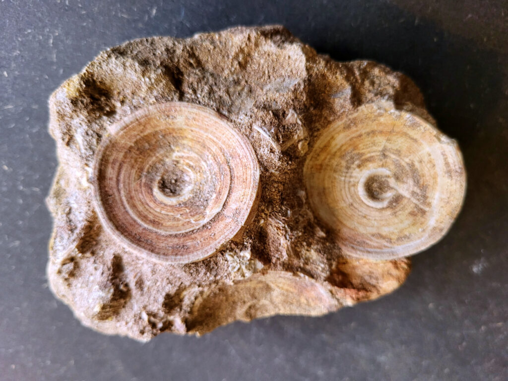 <strong>Haaienwervels uit de prehistorie, 15,- euro, nr. 29</strong>