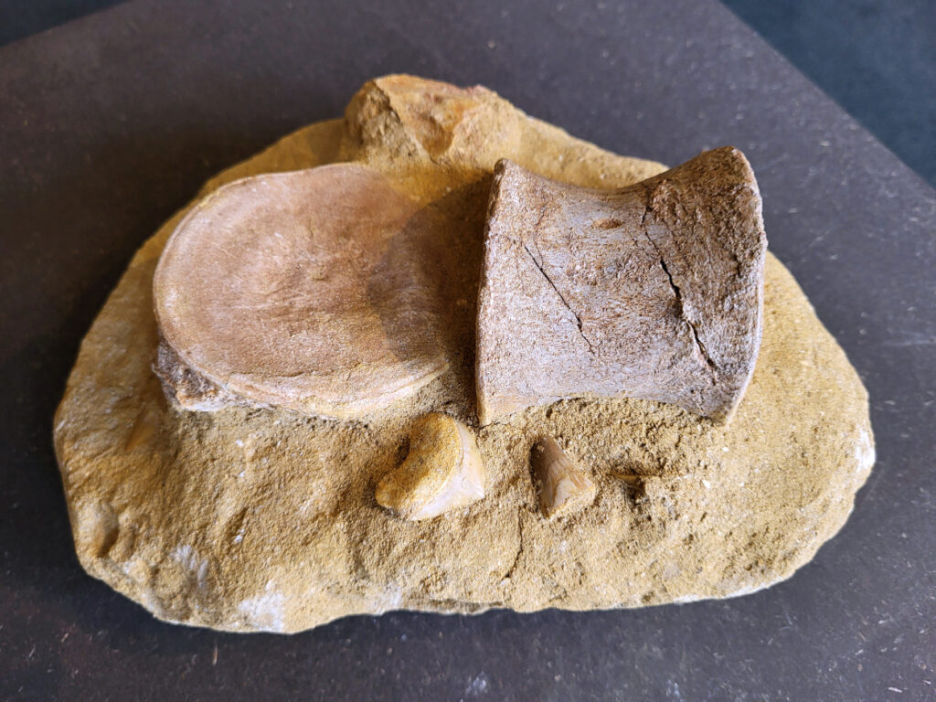 <strong>Mosasaurus, 2 wervels en tanden, 3,2 kg, 85,- euro, nr. 6

Mosasaurus, beschrijving
Een Mosasaurus tand en kaakafdruk (of kaakfragment) is een fossiel overblijfsel van een Mosasaurus, een groot zeereptiel uit het Laat-Krijt. Deze fossielen worden vaak gevonden in de fosfaatmijnen van Marokko.

Kenmerken en Informatie:
Tanden: Mosasaurussen hadden grote, kegelvormige tanden met gekartelde randen (carinae).
Kaakstructuur: De kaken waren flexibel, vergelijkbaar met die van slangen, waardoor ze prooien in hun geheel konden doorslikken.
Vondsten: Hoewel losse tanden vrij algemeen zijn, zijn kaakfragmenten met tanden zeldzamer en zeer gewild bij verzamelaars.

</strong>