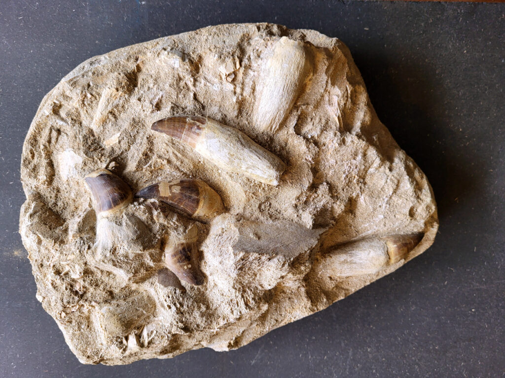 <strong>Mosasaurus, div. beenderen en tanden, 8,3kg, 165,- euro, nr. 5

Mosasaurus, beschrijving
Een Mosasaurus tand en kaakafdruk (of kaakfragment) is een fossiel overblijfsel van een Mosasaurus, een groot zeereptiel uit het Laat-Krijt. Deze fossielen worden vaak gevonden in de fosfaatmijnen van Marokko.

Kenmerken en Informatie:
Tanden: Mosasaurussen hadden grote, kegelvormige tanden met gekartelde randen (carinae).
Kaakstructuur: De kaken waren flexibel, vergelijkbaar met die van slangen, waardoor ze prooien in hun geheel konden doorslikken.
Vondsten: Hoewel losse tanden vrij algemeen zijn, zijn kaakfragmenten met tanden zeldzamer en zeer gewild bij verzamelaars.</strong>