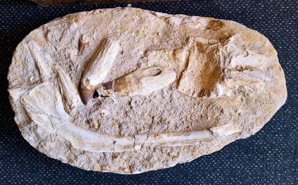 <strong>Mosasaurus, div. beenderen en tanden, ruim 20kg, 32x52x14cm, 375,- euro, nr. 3

Mosasaurus, beschrijving
Een Mosasaurus tand en kaakafdruk (of kaakfragment) is een fossiel overblijfsel van een Mosasaurus, een groot zeereptiel uit het Laat-Krijt. Deze fossielen worden vaak gevonden in de fosfaatmijnen van Marokko.

Kenmerken en Informatie:
Tanden: Mosasaurussen hadden grote, kegelvormige tanden met gekartelde randen (carinae).
Kaakstructuur: De kaken waren flexibel, vergelijkbaar met die van slangen, waardoor ze prooien in hun geheel konden doorslikken.
Vondsten: Hoewel losse tanden vrij algemeen zijn, zijn kaakfragmenten met tanden zeldzamer en zeer gewild bij verzamelaars.</strong>