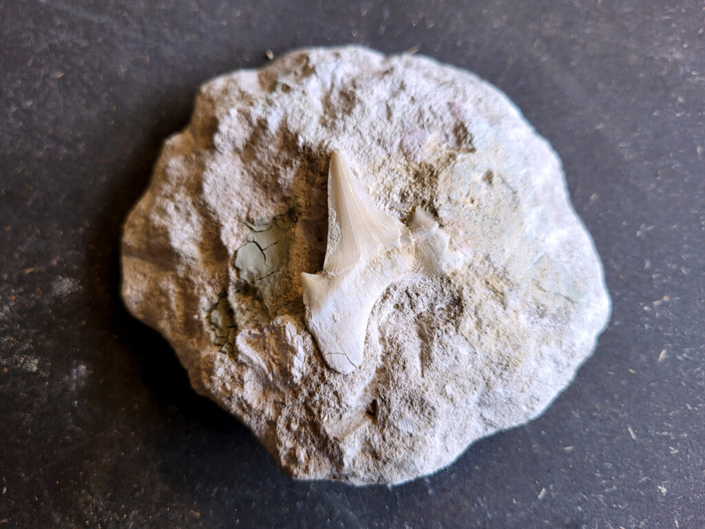 <strong>Mosasaurus tand, 290 gram, 10,- euro, nr. 9

Mosasaurus, beschrijving
Een Mosasaurus tand en kaakafdruk (of kaakfragment) is een fossiel overblijfsel van een Mosasaurus, een groot zeereptiel uit het Laat-Krijt. Deze fossielen worden vaak gevonden in de fosfaatmijnen van Marokko.

Kenmerken en Informatie:
Tanden: Mosasaurussen hadden grote, kegelvormige tanden met gekartelde randen (carinae).
Kaakstructuur: De kaken waren flexibel, vergelijkbaar met die van slangen, waardoor ze prooien in hun geheel konden doorslikken.
Vondsten: Hoewel losse tanden vrij algemeen zijn, zijn kaakfragmenten met tanden zeldzamer en zeer gewild bij verzamelaars.</strong>