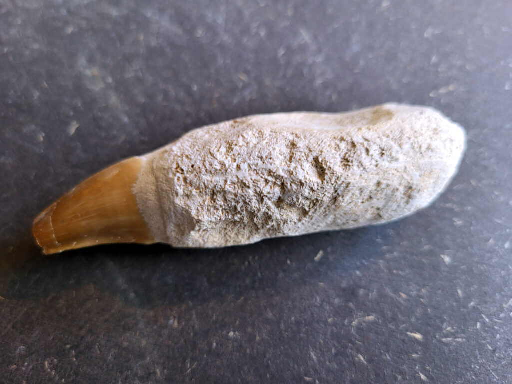 <strong>Mosasaurus tand, 48 gram, 10,- euro, nr. 10

Mosasaurus, beschrijving
Een Mosasaurus tand en kaakafdruk (of kaakfragment) is een fossiel overblijfsel van een Mosasaurus, een groot zeereptiel uit het Laat-Krijt. Deze fossielen worden vaak gevonden in de fosfaatmijnen van Marokko.

Kenmerken en Informatie:
Tanden: Mosasaurussen hadden grote, kegelvormige tanden met gekartelde randen (carinae).
Kaakstructuur: De kaken waren flexibel, vergelijkbaar met die van slangen, waardoor ze prooien in hun geheel konden doorslikken.
Vondsten: Hoewel losse tanden vrij algemeen zijn, zijn kaakfragmenten met tanden zeldzamer en zeer gewild bij verzamelaars.</strong>