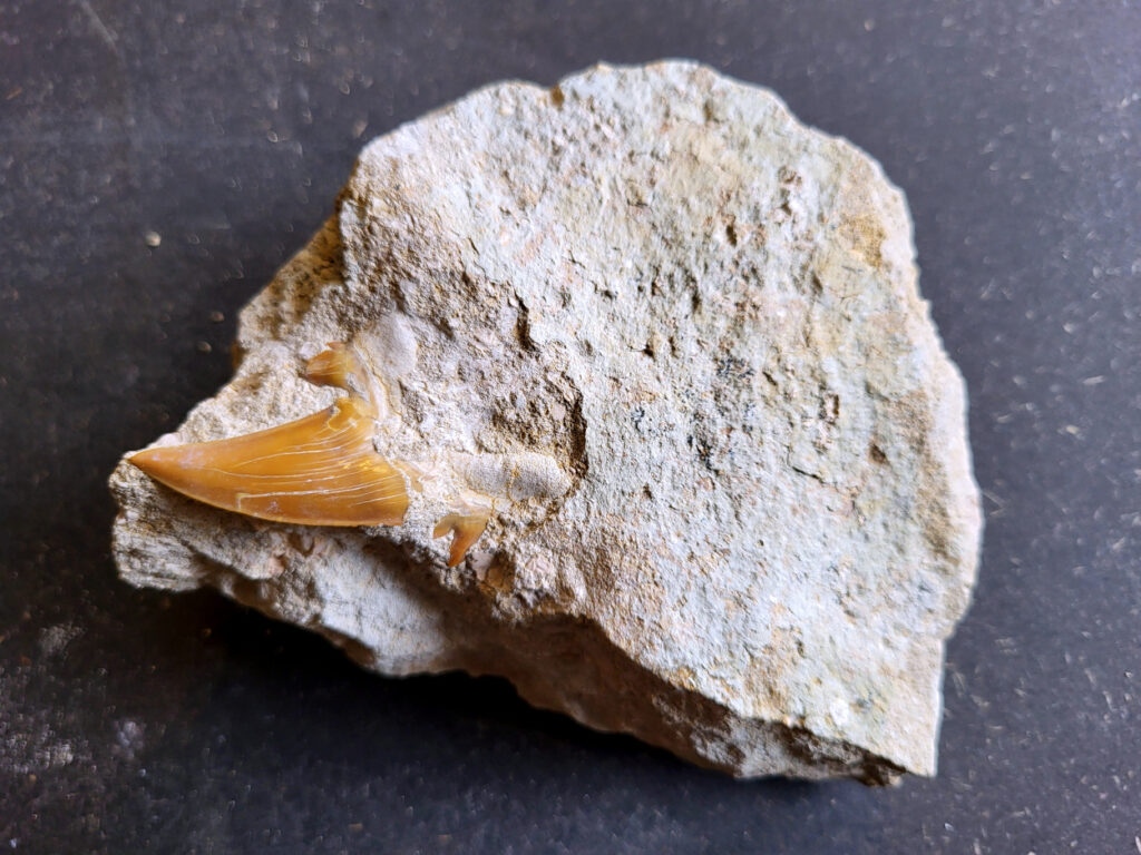 <strong>Mosasaurus tand in matrix, 670 gram, 10,- euro, nr. 13

Mosasaurus, beschrijving
Een Mosasaurus tand en kaakafdruk (of kaakfragment) is een fossiel overblijfsel van een Mosasaurus, een groot zeereptiel uit het Laat-Krijt. Deze fossielen worden vaak gevonden in de fosfaatmijnen van Marokko.

Kenmerken en Informatie:
Tanden: Mosasaurussen hadden grote, kegelvormige tanden met gekartelde randen (carinae).
Kaakstructuur: De kaken waren flexibel, vergelijkbaar met die van slangen, waardoor ze prooien in hun geheel konden doorslikken.
Vondsten: Hoewel losse tanden vrij algemeen zijn, zijn kaakfragmenten met tanden zeldzamer en zeer gewild bij verzamelaars.</strong>