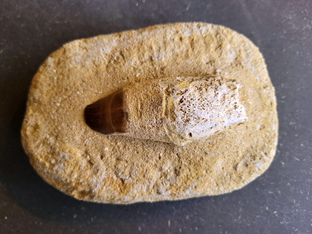 <strong>Mosasaurus tand in matrix, 788 gram, 15,- euro, nr. 12

Mosasaurus, beschrijving
Een Mosasaurus tand en kaakafdruk (of kaakfragment) is een fossiel overblijfsel van een Mosasaurus, een groot zeereptiel uit het Laat-Krijt. Deze fossielen worden vaak gevonden in de fosfaatmijnen van Marokko.

Kenmerken en Informatie:
Tanden: Mosasaurussen hadden grote, kegelvormige tanden met gekartelde randen (carinae).
Kaakstructuur: De kaken waren flexibel, vergelijkbaar met die van slangen, waardoor ze prooien in hun geheel konden doorslikken.
Vondsten: Hoewel losse tanden vrij algemeen zijn, zijn kaakfragmenten met tanden zeldzamer en zeer gewild bij verzamelaars.</strong>
