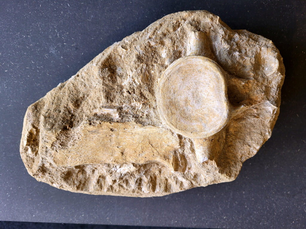 <strong>Mosasaurus, wervel met been, 5,3 kg, 125,- euro, nr. 4

Mosasaurus, beschrijving
Een Mosasaurus tand en kaakafdruk (of kaakfragment) is een fossiel overblijfsel van een Mosasaurus, een groot zeereptiel uit het Laat-Krijt. Deze fossielen worden vaak gevonden in de fosfaatmijnen van Marokko.

Kenmerken en Informatie:
Tanden: Mosasaurussen hadden grote, kegelvormige tanden met gekartelde randen (carinae).
Kaakstructuur: De kaken waren flexibel, vergelijkbaar met die van slangen, waardoor ze prooien in hun geheel konden doorslikken.
Vondsten: Hoewel losse tanden vrij algemeen zijn, zijn kaakfragmenten met tanden zeldzamer en zeer gewild bij verzamelaars.</strong>