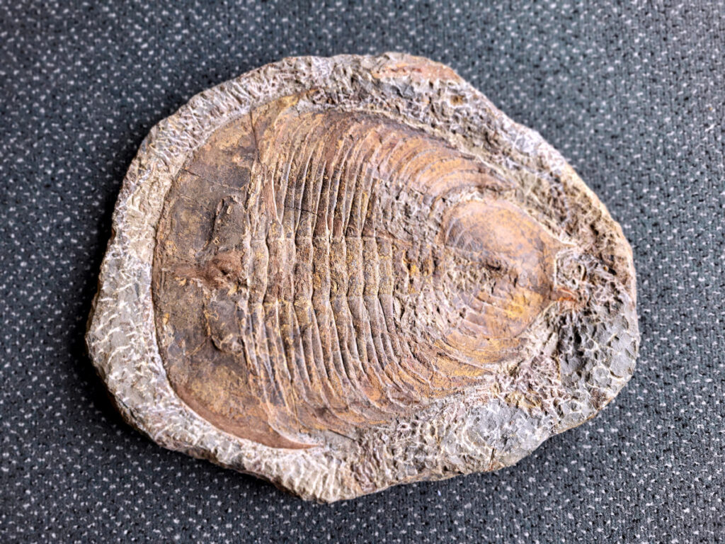 <strong>Trilobiet, Fossiel, 5,3kg, doorsnee 38 cm, 450,- euro, nr. 1</strong>