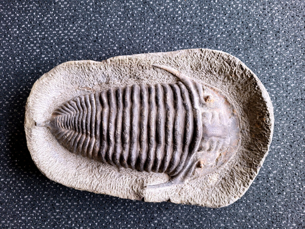 <strong>Trilobiet, Fossiel, 8,4 kg, doorsnee 37cm, 550,- euro, nr. 2</strong>