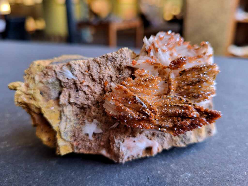 <strong>Vanadiniet op Bariet, 226gr, 9cm doorsnee, 15,- euro, nr. 119

Vanadiniet, beschrijving,

Vanadiniet is een mineraal behorend tot de groep van chlooride mineralen van lood (Pb₅(VO₄)₃Cl). Het staat bekend om zijn dieprode tot oranjerode    kristallen, vaak hexagonaal van vorm. Vanadiniet ontstaat meestal in de     oxidatiezone van loodertsen, en het wordt soms verzameld vanwege zijn spectaculaire kristalvorm en kleur. Vanadiniet kan ook geringe hoeveelheden bariet en andere achtergrondmineralen bevatten. Het heeft een hoge           densiteit en een glasachtige glans.

Associatie van Vanadiniet met Bariet
In de minerologie komt vanadiniet vaak voor op of samen met bariet, 
omdat beide mineralen zich kunnen vormen in de oxidatiezone van 
loodaders. Deze combinatie wordt soms door verzamelaars gezocht omdat de contrasterende kleuren en kristalvormen esthetisch aantrekkelijk zijn: de rode kristallen van vanadiniet op een witte of lichtgekleurde barietbasis. Van bijzondere exemplaren wordt er een hogere verzamelwaarde gegeven.
Vindplaatsen
Vanadiniet met bariet wordt gevonden in meerdere locaties wereldwijd, 
vooral in gebieden met lood- en zinkaders in woestijnachtige of rotsachtige omgevingen. Bekende vindplaatsen zijn Mexico, Marokko en sommige 
delen van de Verenigde Staten, waar vanadiniet op barietplaten in 
oxidatiezones wordt aangetroffen.

Gebruik en Verzamelwaarde
Verzamelaars: Vanadiniet-op-bariet specimens zijn populair vanwege de visuele aantrekkingskracht.
Wetenschappelijk: Beide mineralen zijn interessant voor studie van oxidatieprocessen en geochemie van zware metalen.
Industrieel: Bariet is industrieel belangrijk; vanadiniet heeft zeldzaam een kleine toepassing als vanadiumbron, maar vooral verzamelobject.
Kortom, vanadiniet op bariet is een aantrekkelijke combinatie voor mineralenverzamelaars en geeft inzicht in geologische processen in oxidatiezones van loodaders.
</strong>